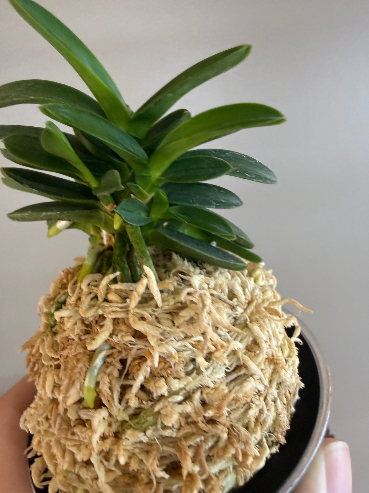 Neofinetia falcata Kabutomaru兜丸