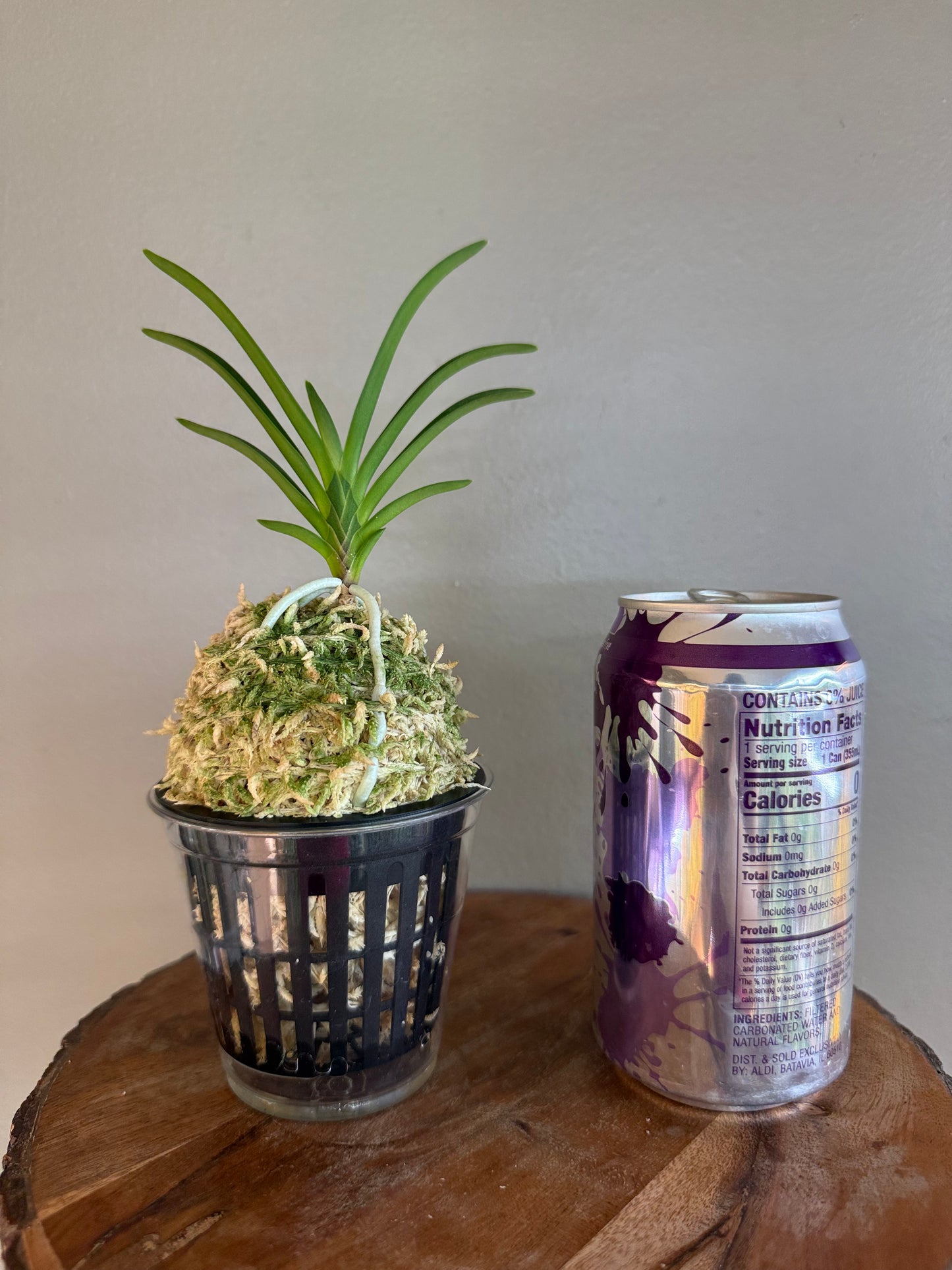 Neofinetia falcata Baekseolgongju 白雪公主