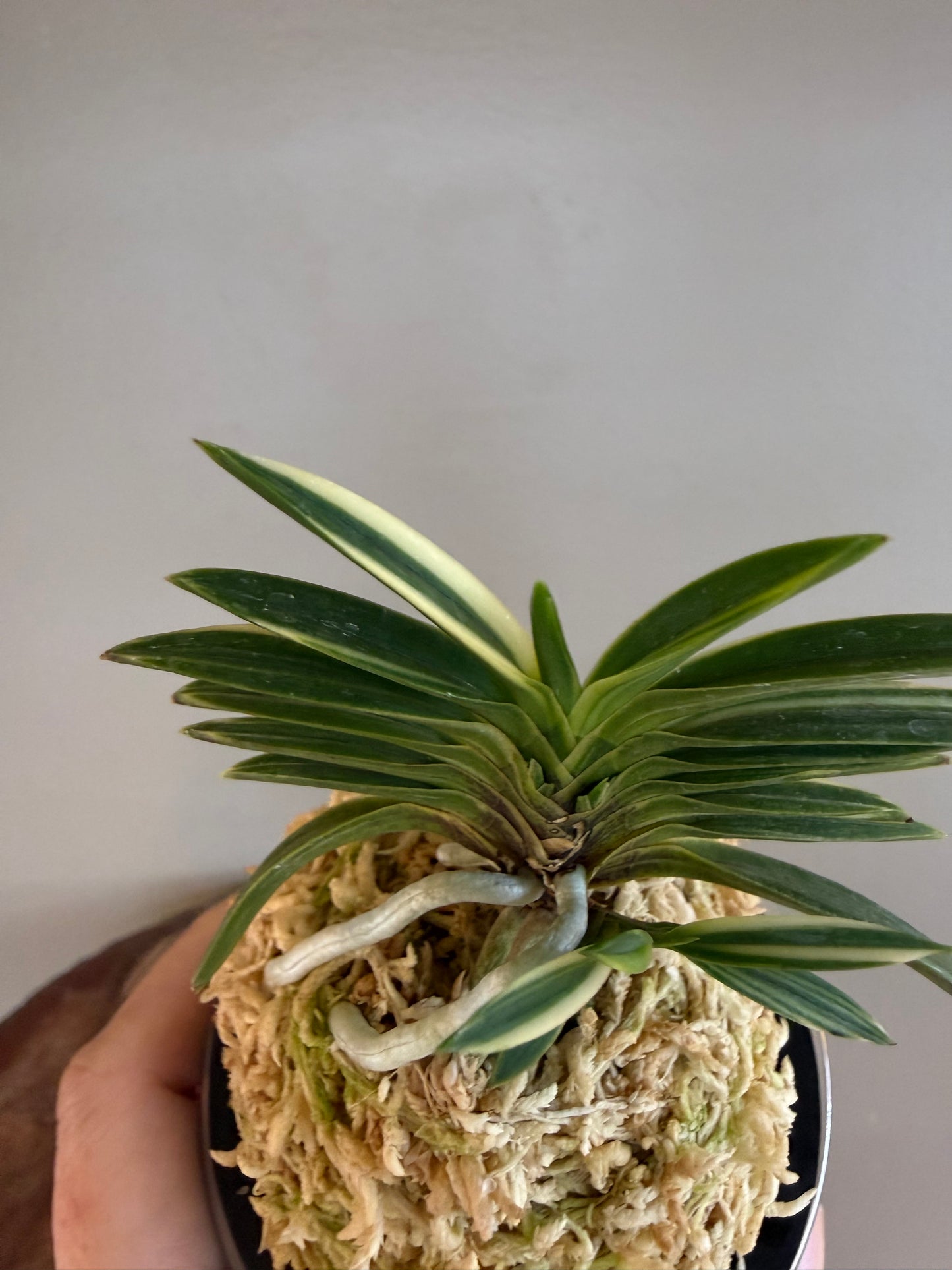 Neofinetia falcata Hakugetsu Tanba 白潔短葉（jp 白龍の舞 Hakuryu no Mai)