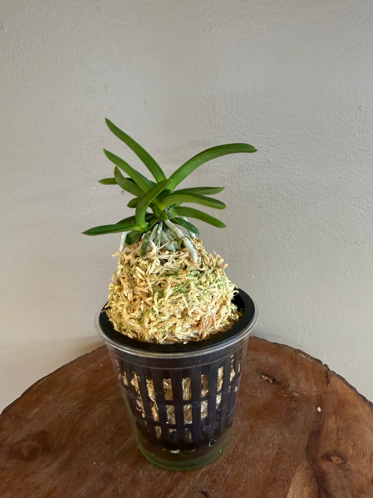 Neofinetia falcata Janggun 將軍