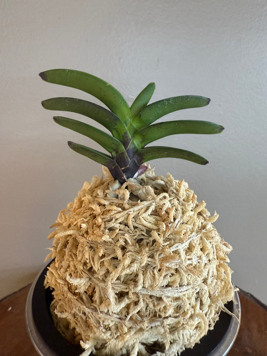 Neofinetia falcata Mebina 女雛