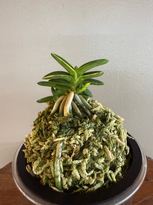 Neofinetia falcata Chwiwolho 翠月湖