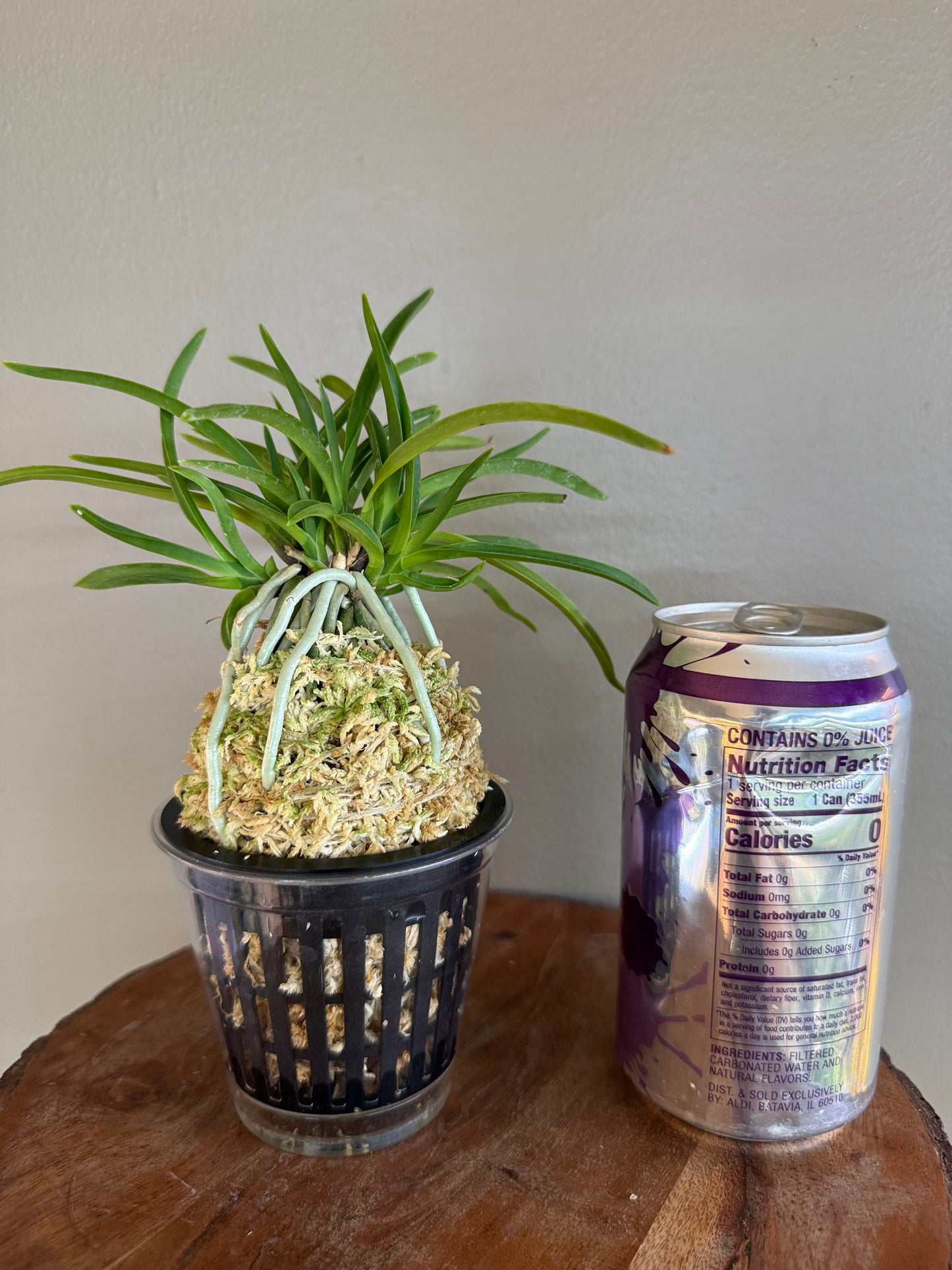 Neofinetia falcata Kibana 黃花