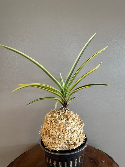 Neofinetia falcata Teageukgwan 太極冠