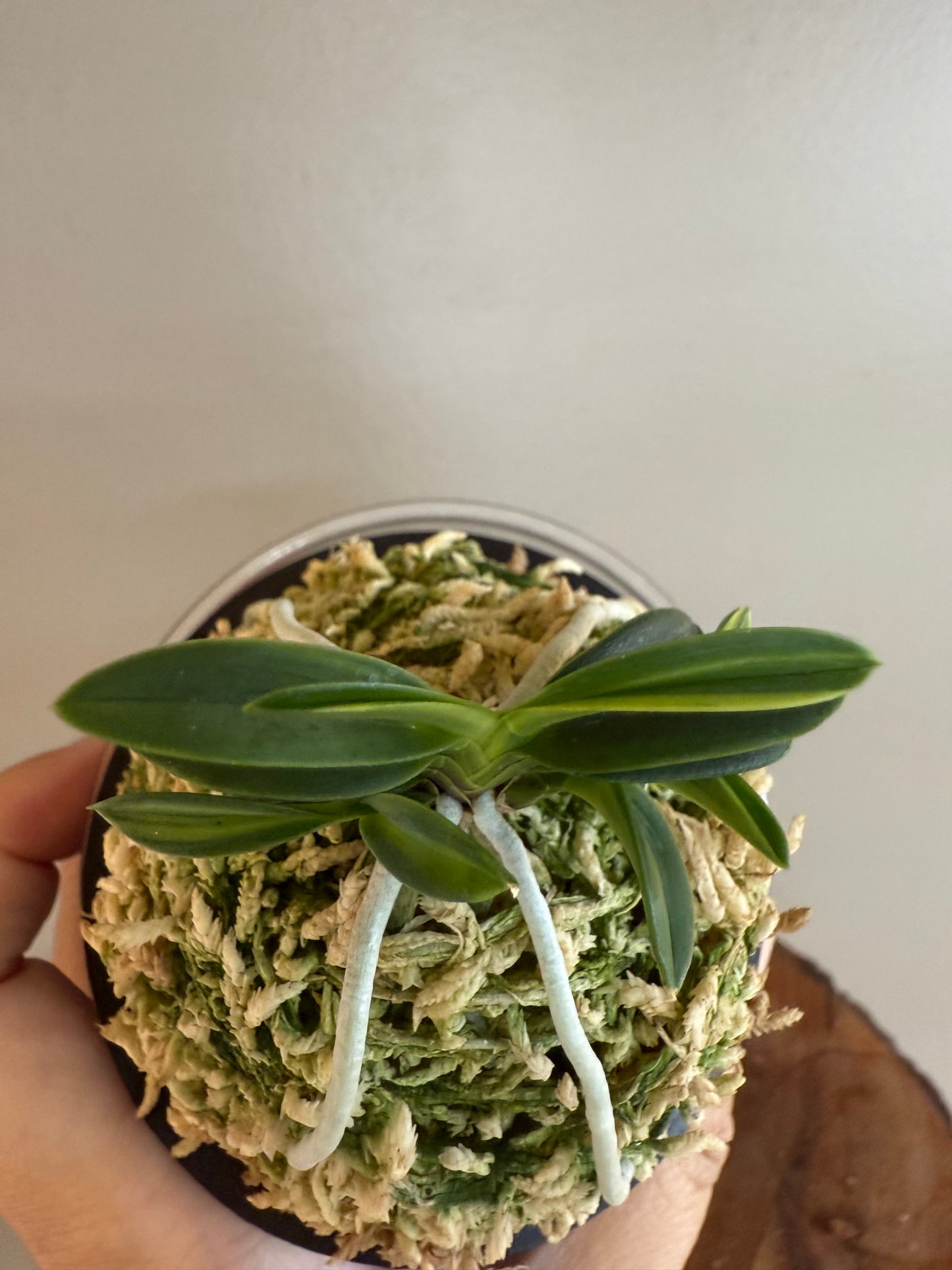 Neofinetia falcata Tsushima nishiki (Tsushima Ryokuho shima) 對馬錦
