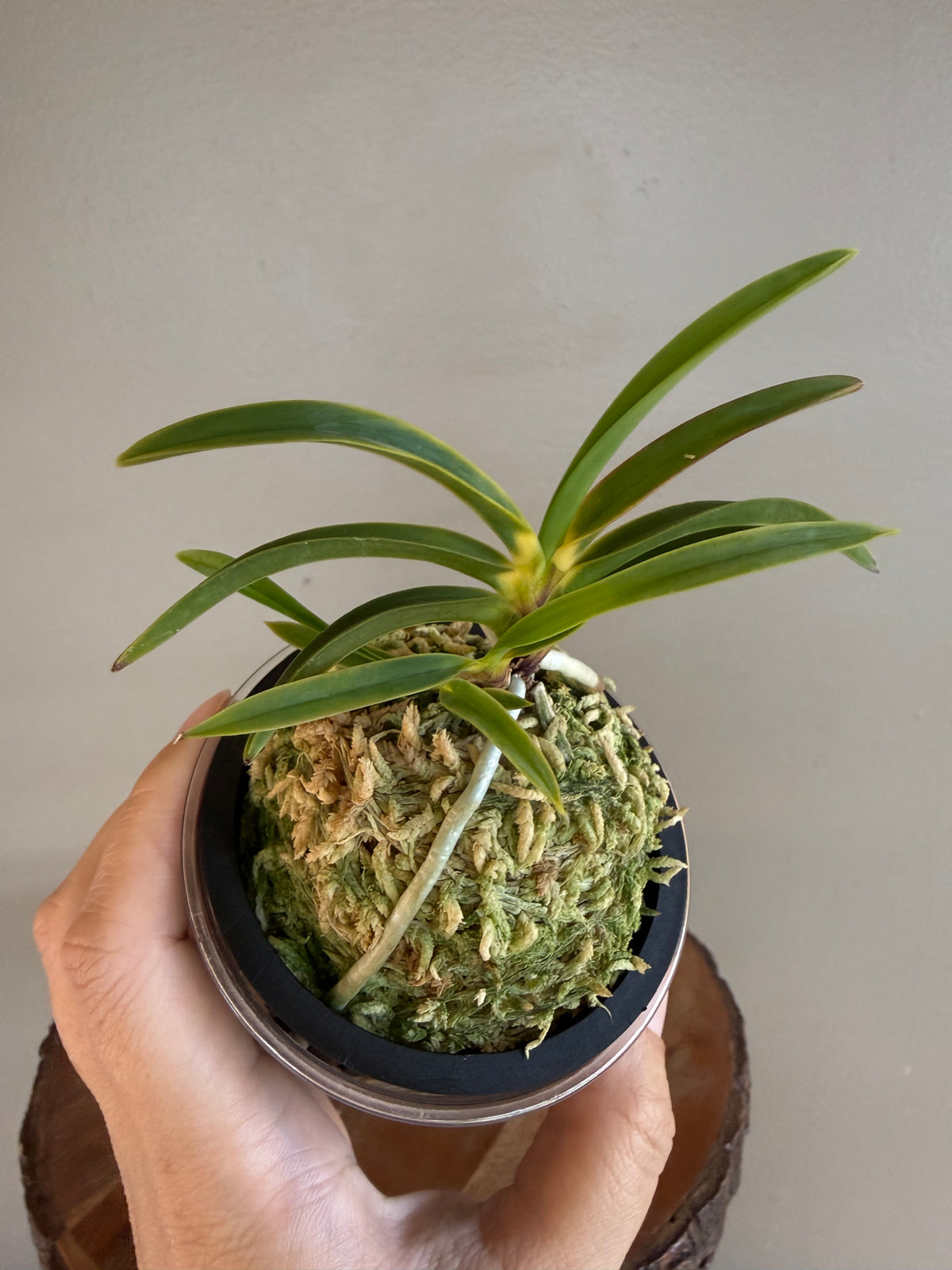 Neofinetia falcata Shingetsu 真月