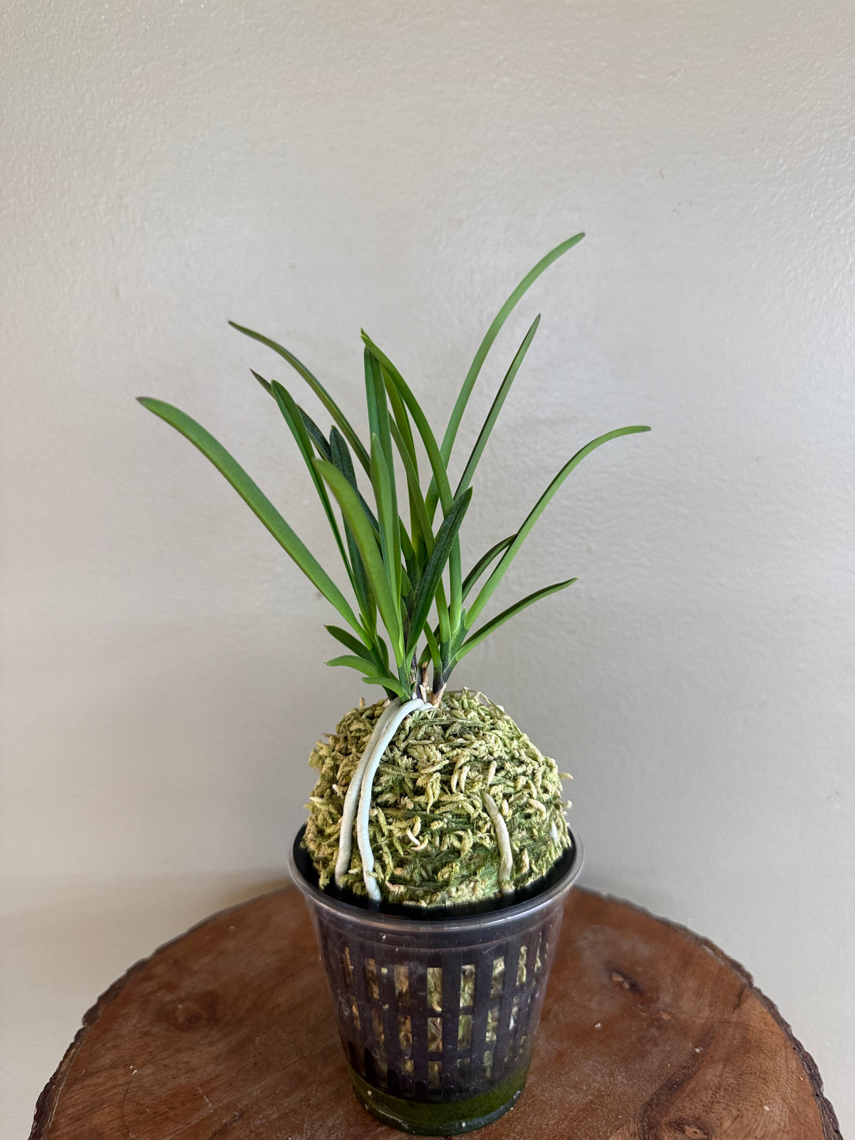 Neofinetia falcata Hisui 翡翠