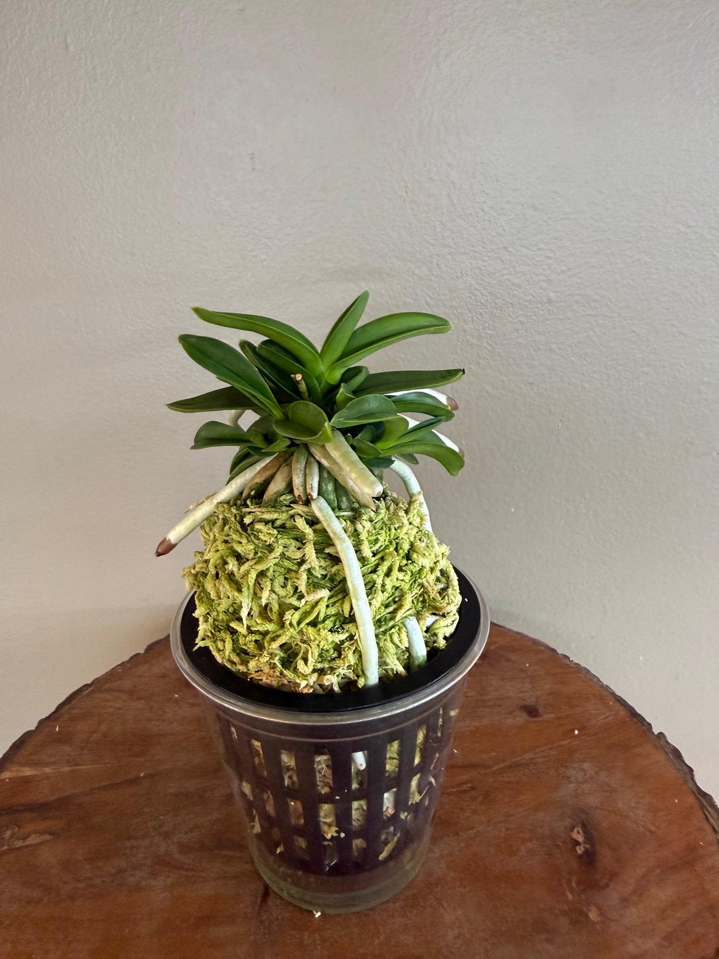 Neofinetia falcata Myeong-Ok 明玉