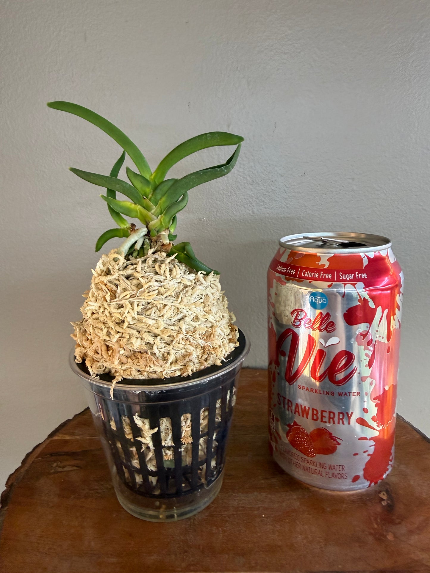 Neofinetia falcata Himiko 卑弥呼