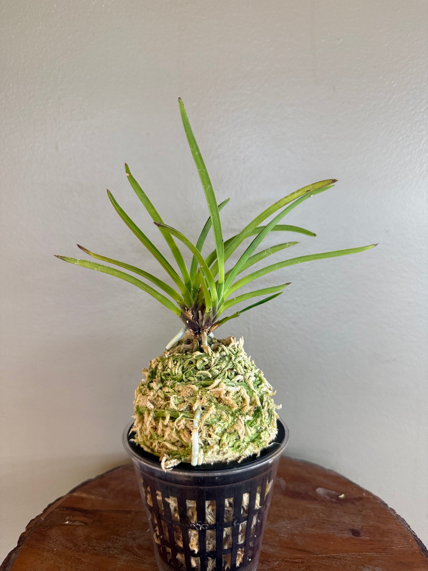 Neofinetia falcata Shunkyuden 春及殿