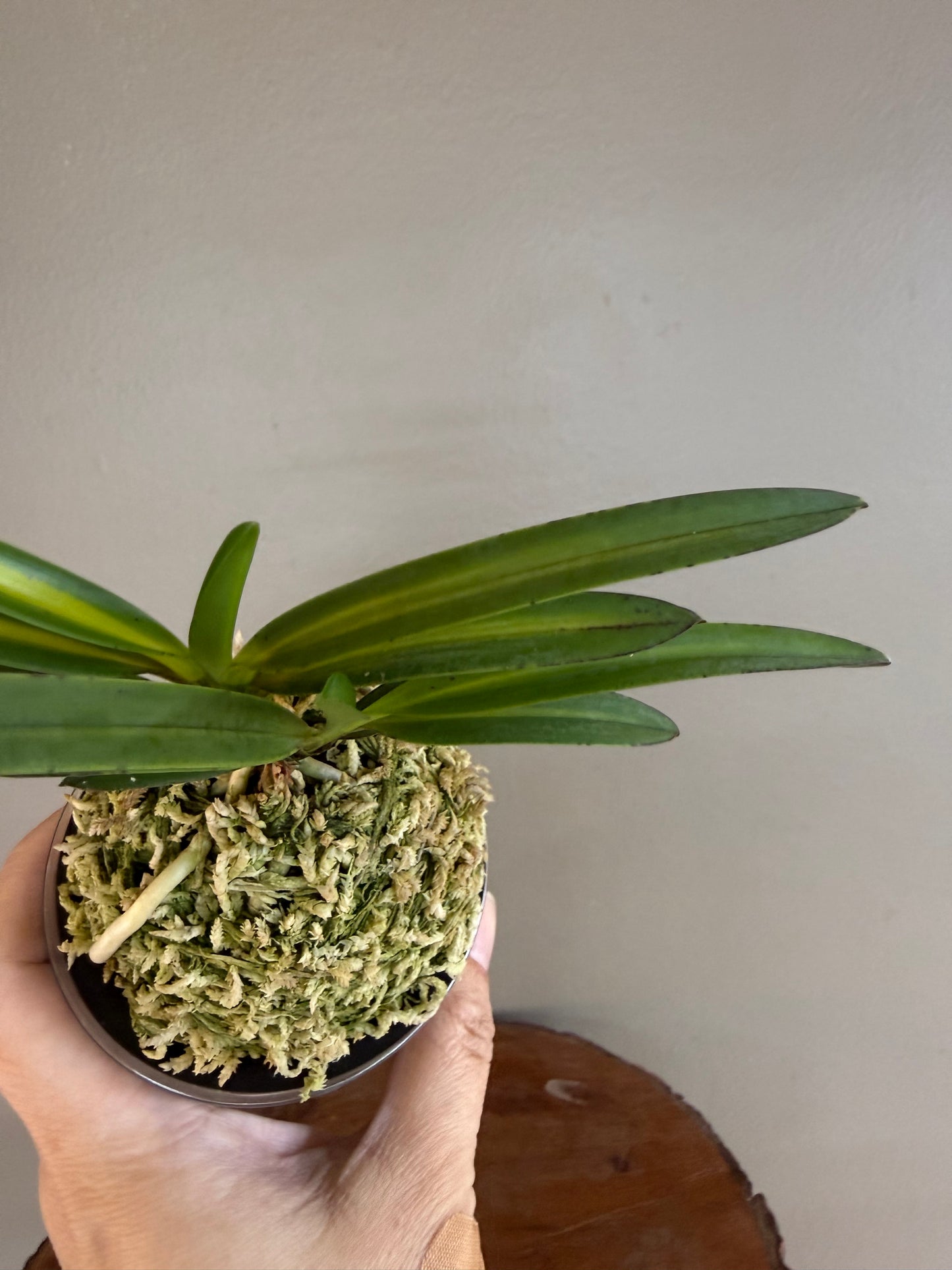 Neofinetia falcata Mikado 帝