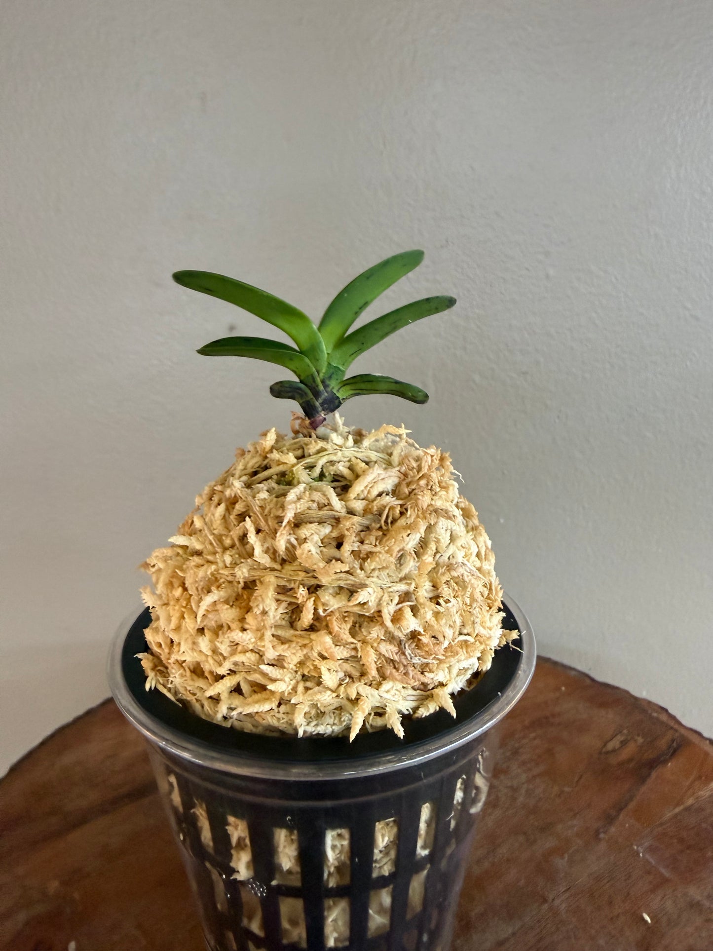 Neofinetia falcata Geumo (Kurohyo）金烏 (jp 黑豹）