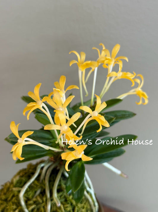 Neofinetia falcata Hwangok 黃玉