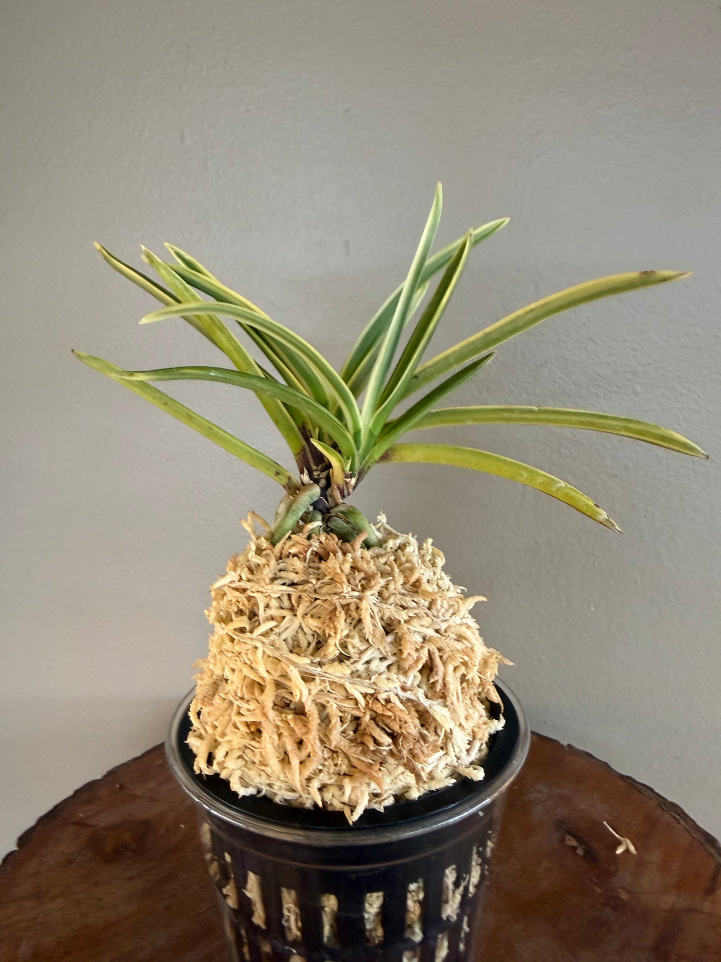 Neofinetia falcata Gojo Fukurin 御城覆輪