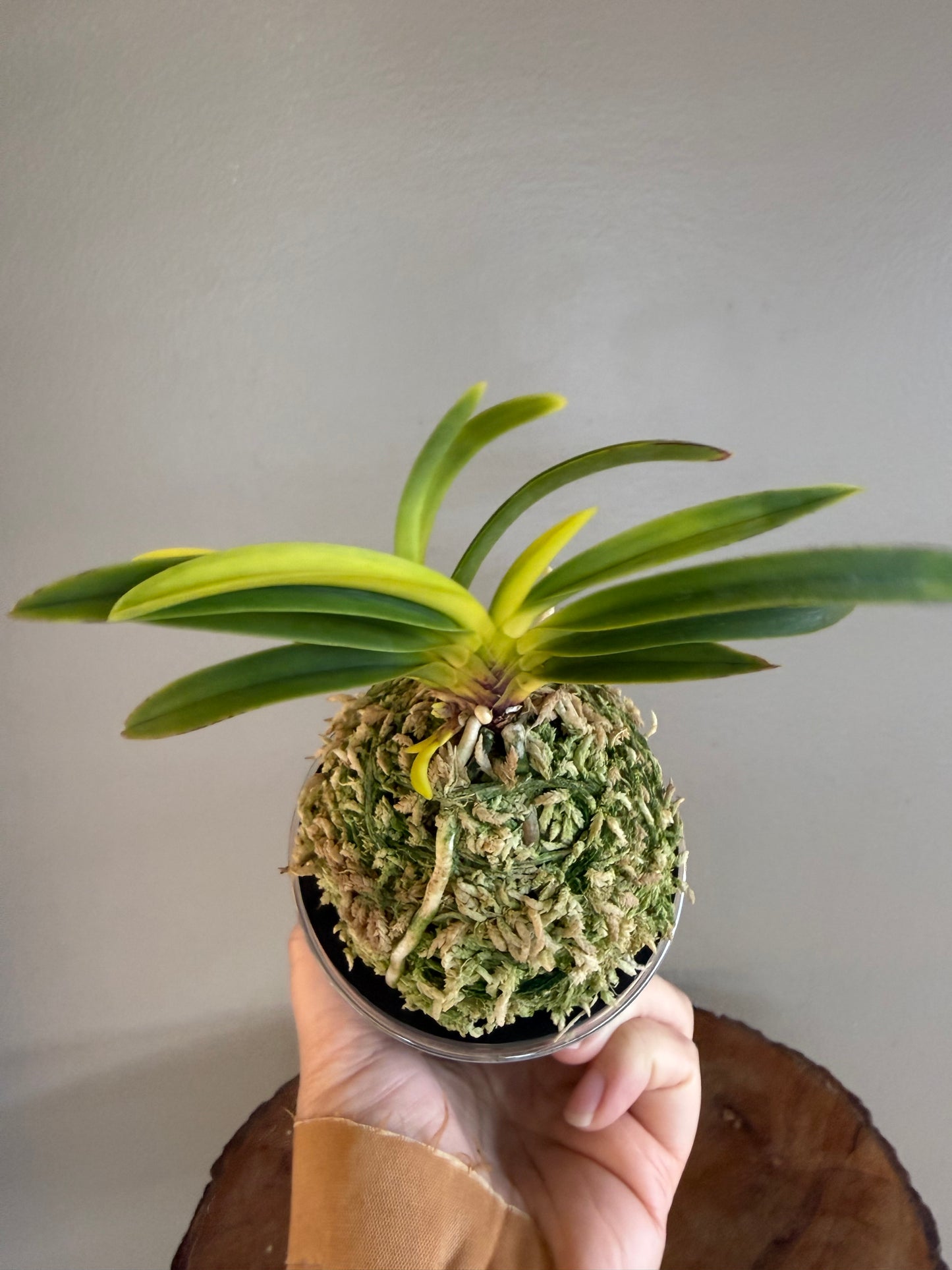 Neofinetia falcata Izumibotan 泉牡丹