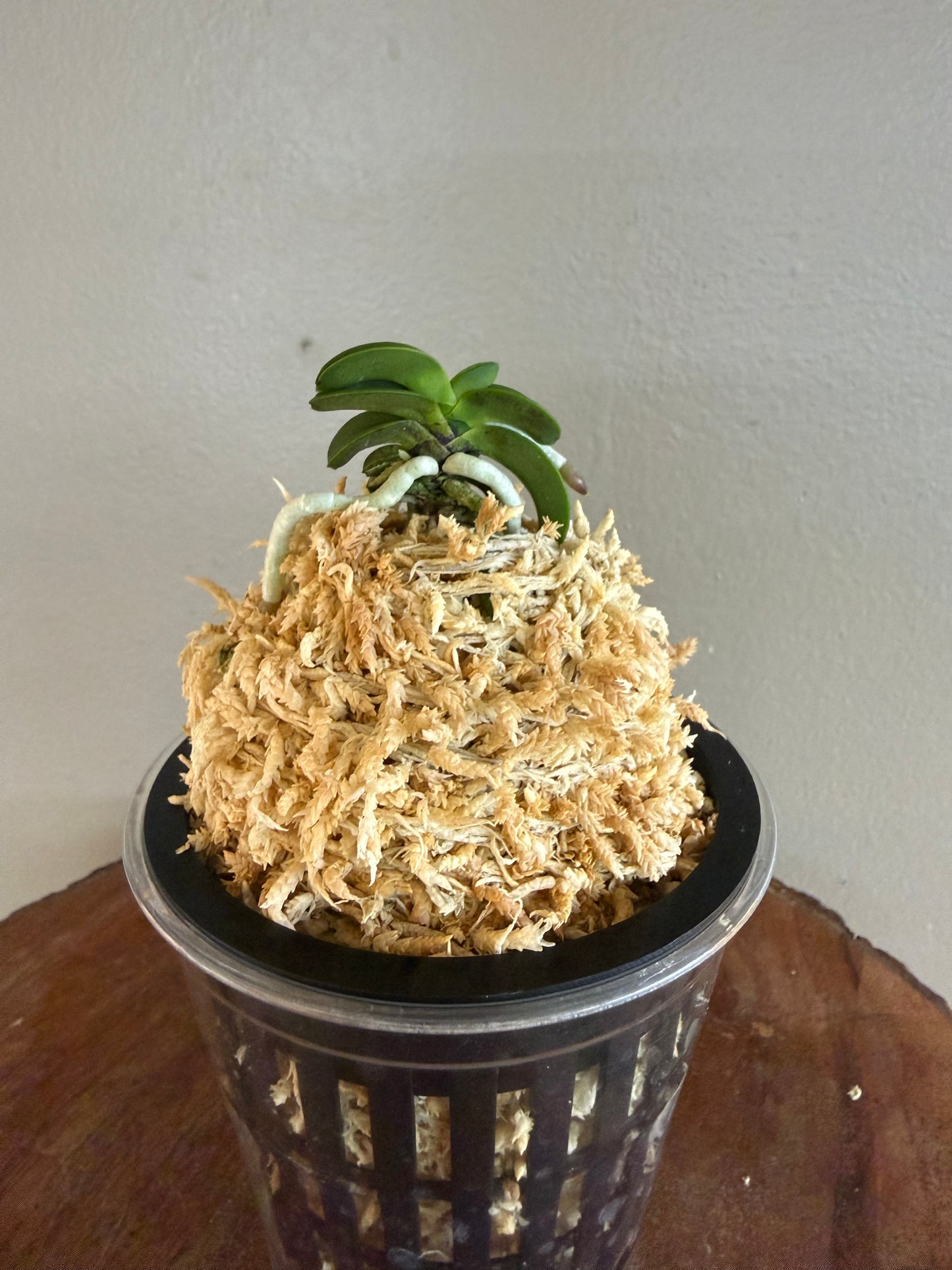 Neofinetia falcata Seikai 青海