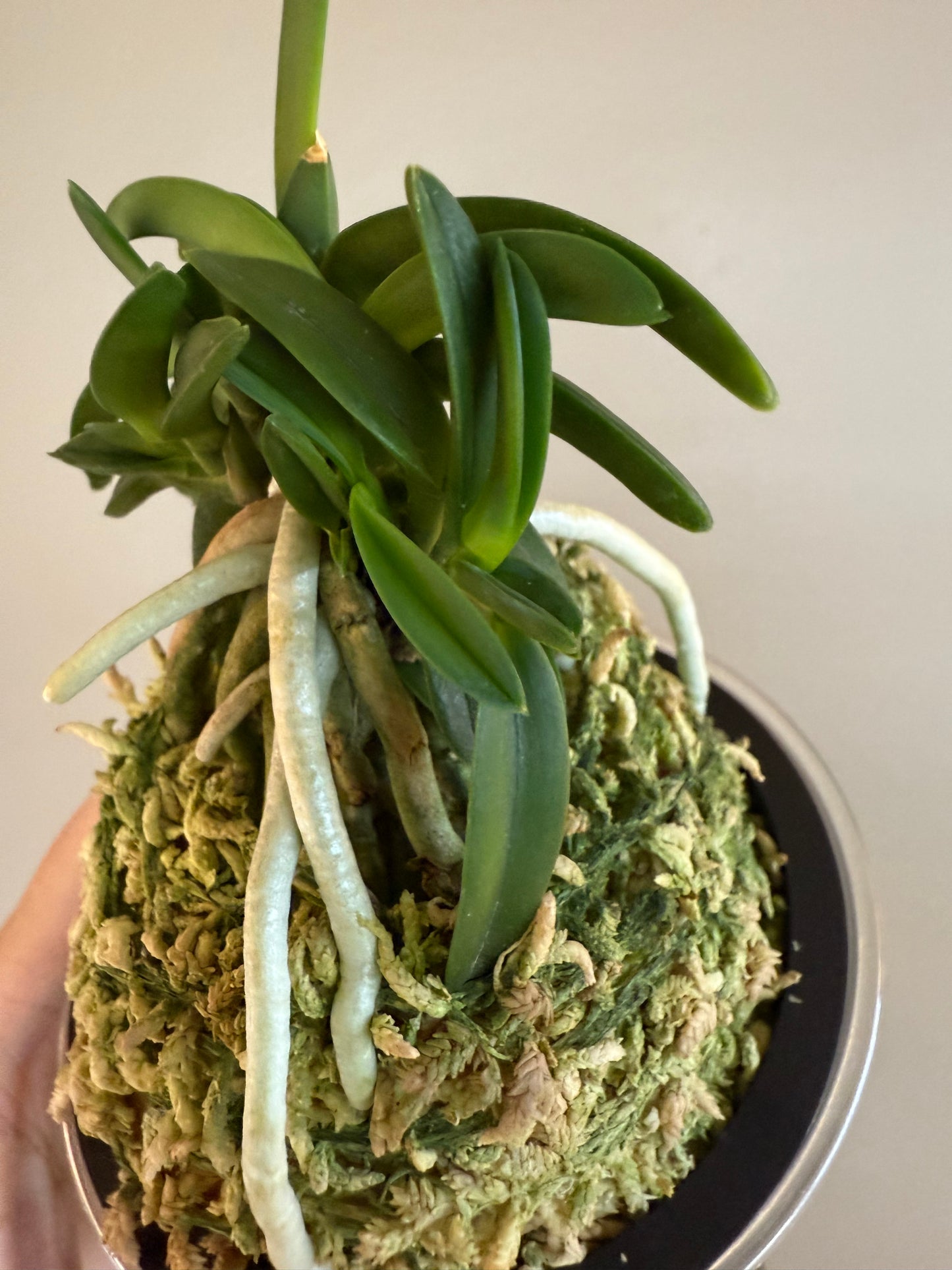 Neofinetia falcata Suikaden 翠華殿