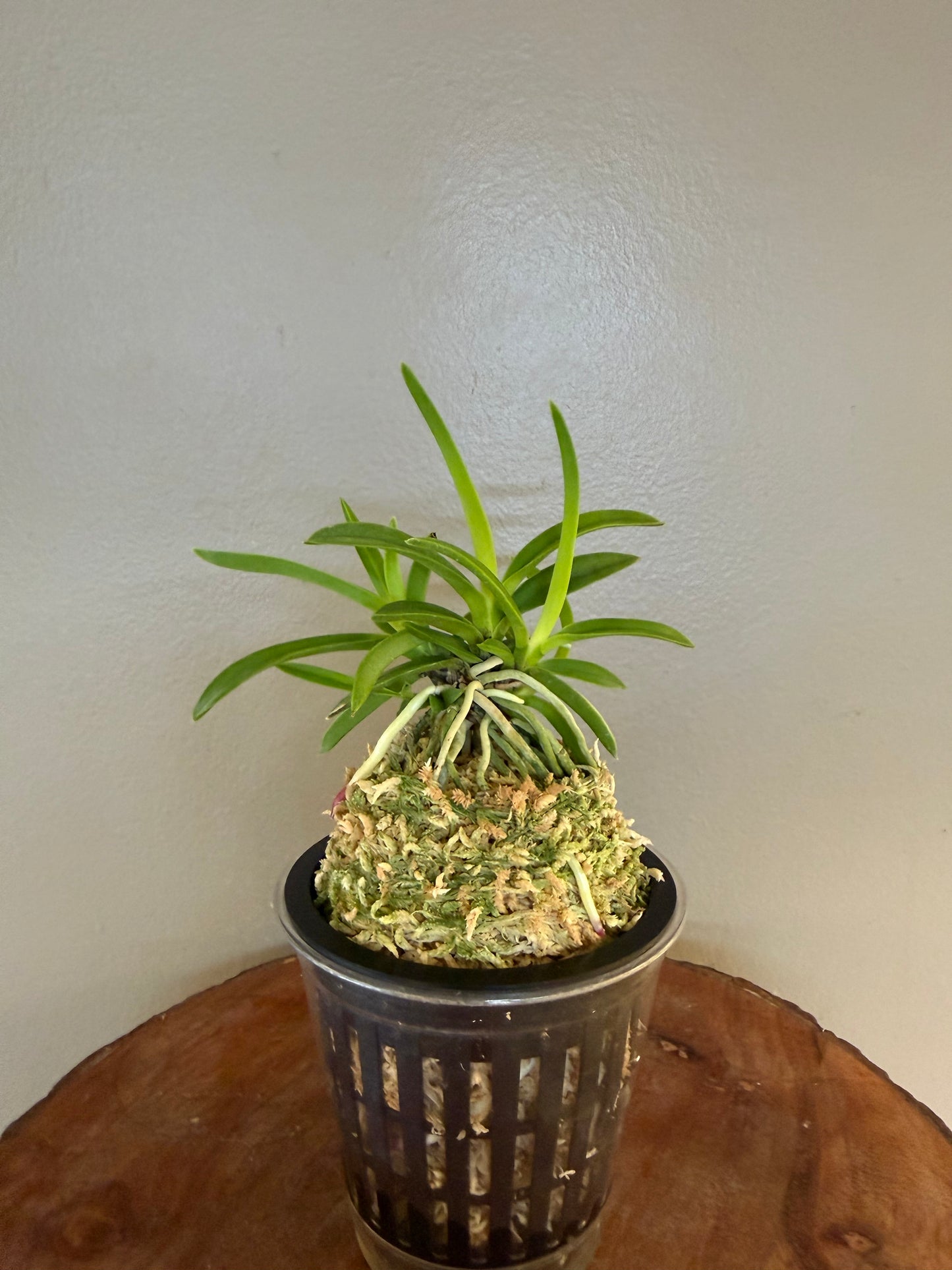 Neofinetia falcata Seoho 瑞虎