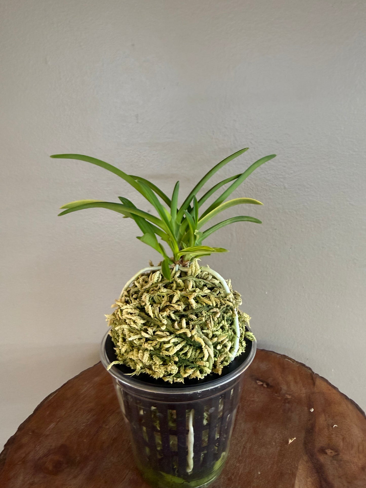 Neofinetia falcata Yaegoromo 八重衣