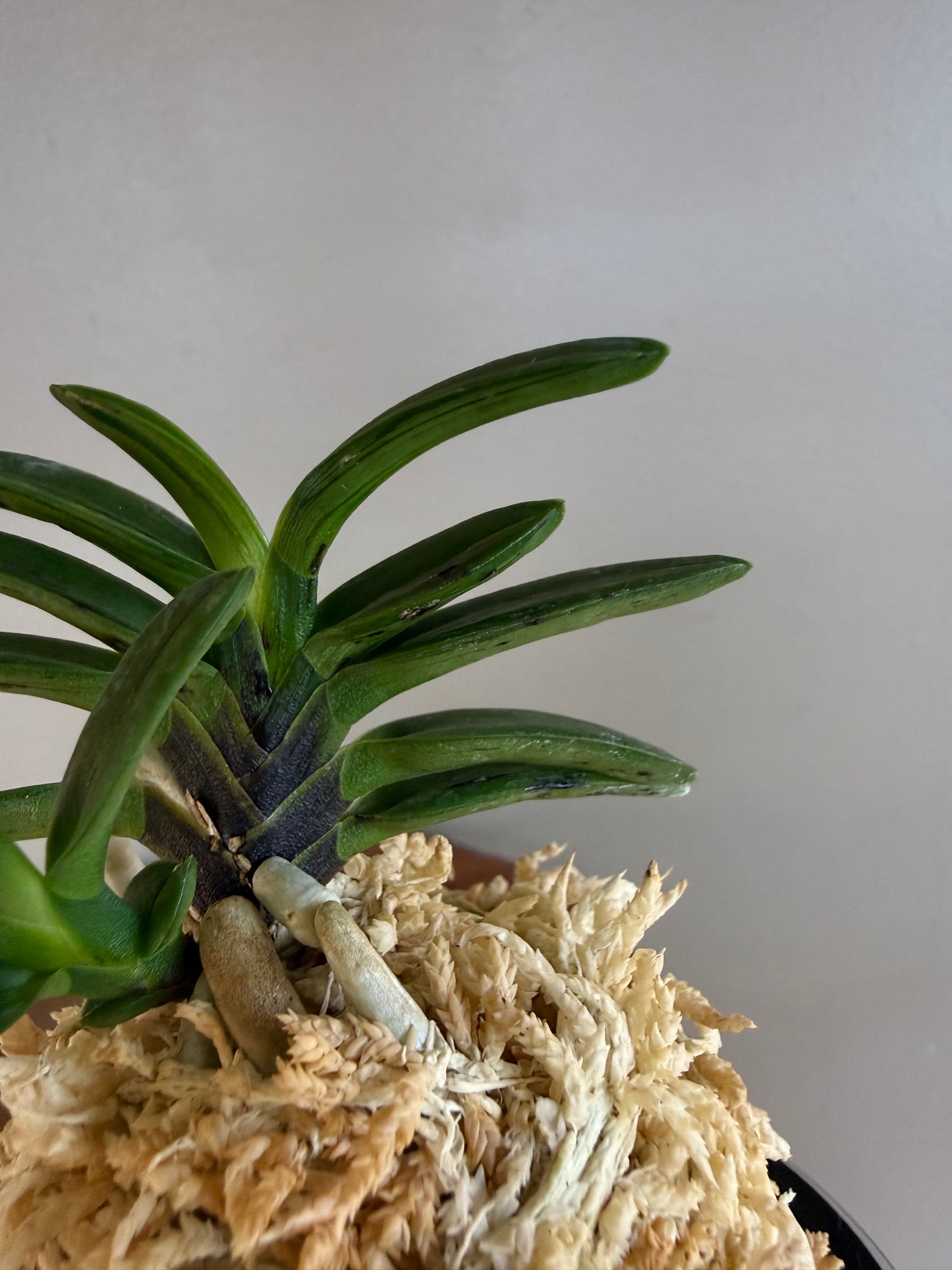 Neofinetia falcata Shigyoku 紫玉