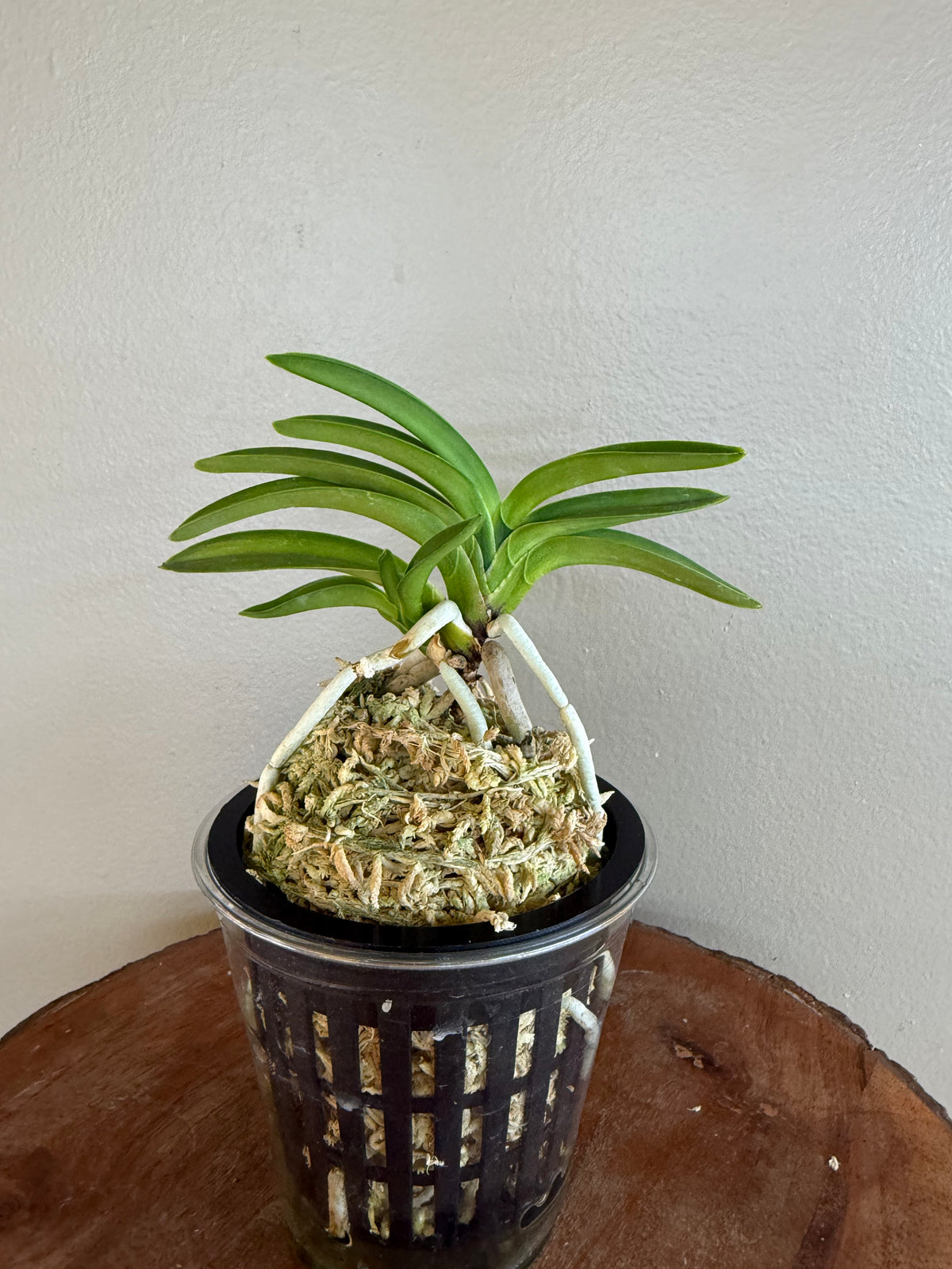 Neofinetia falcata Yokozuna 横綱