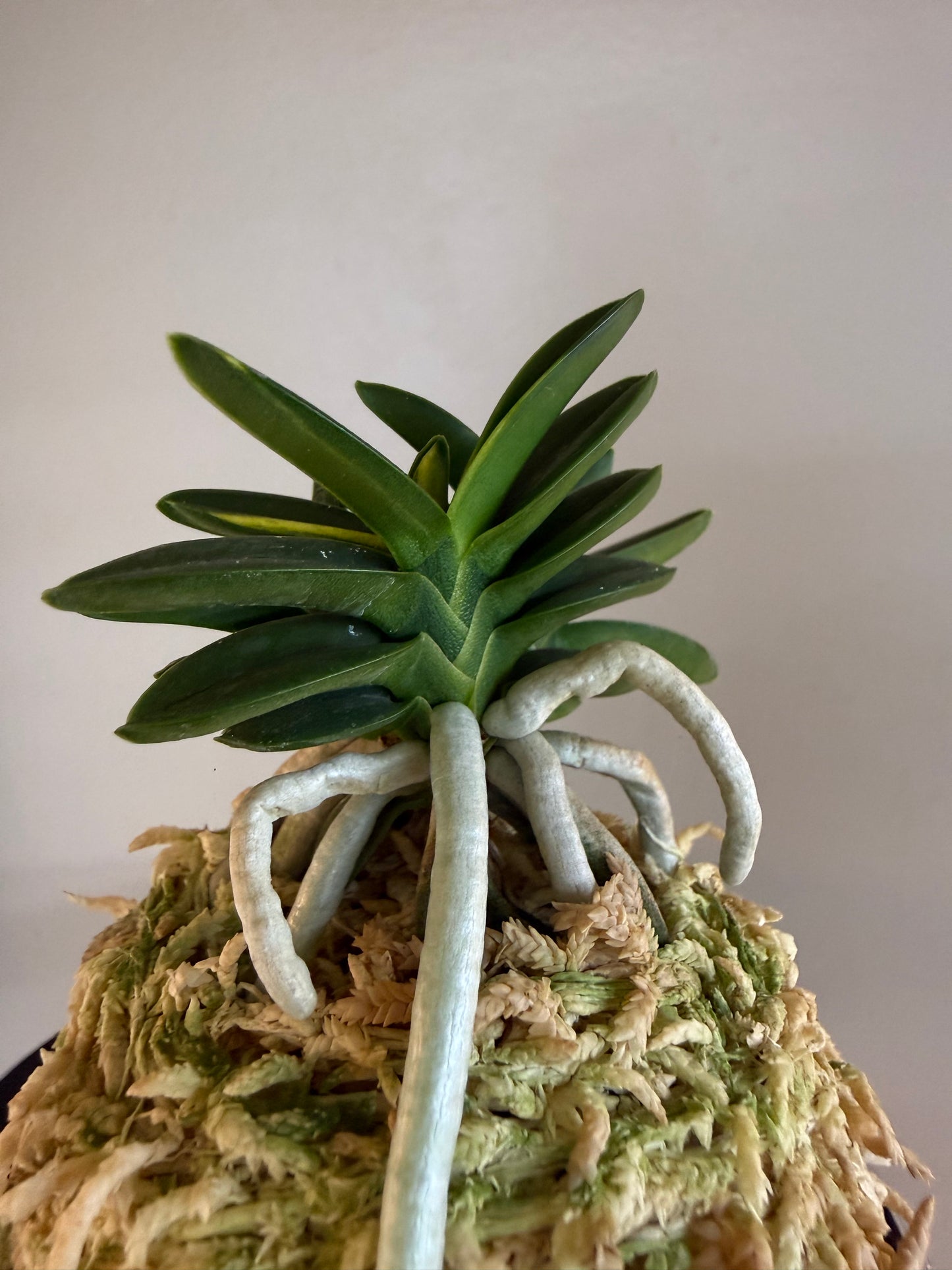 Neofinetia falcata Chwiwol 翠月