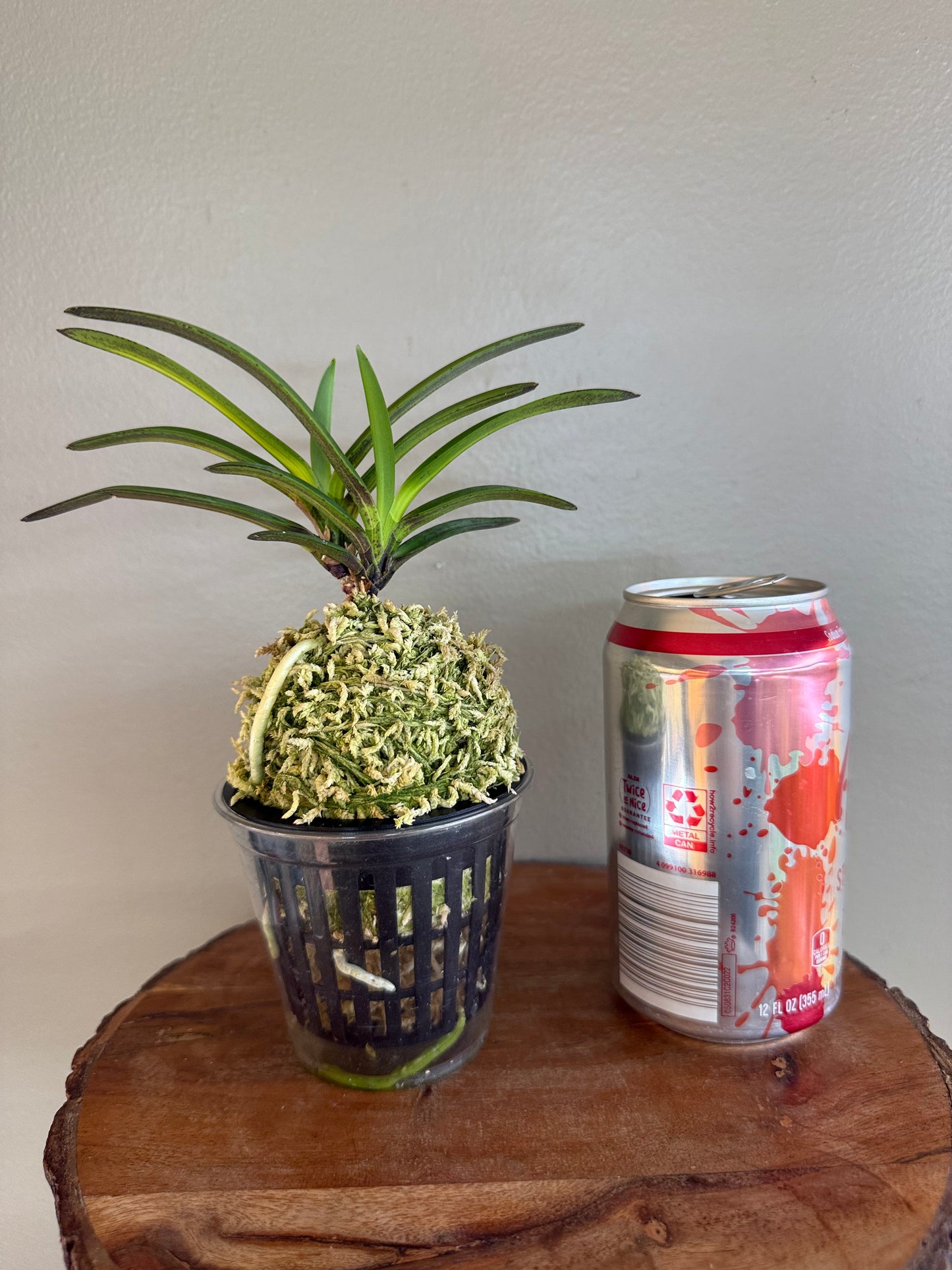 Neofinetia falcata Mikado 帝