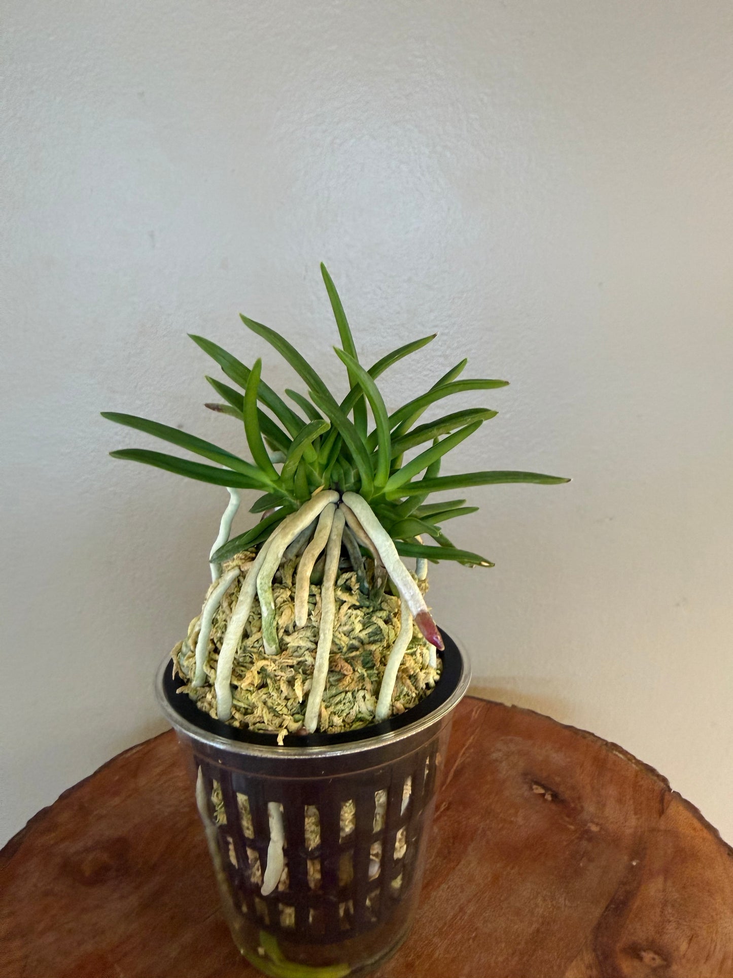 Neofinetia falcata Honghyeon 紅玄