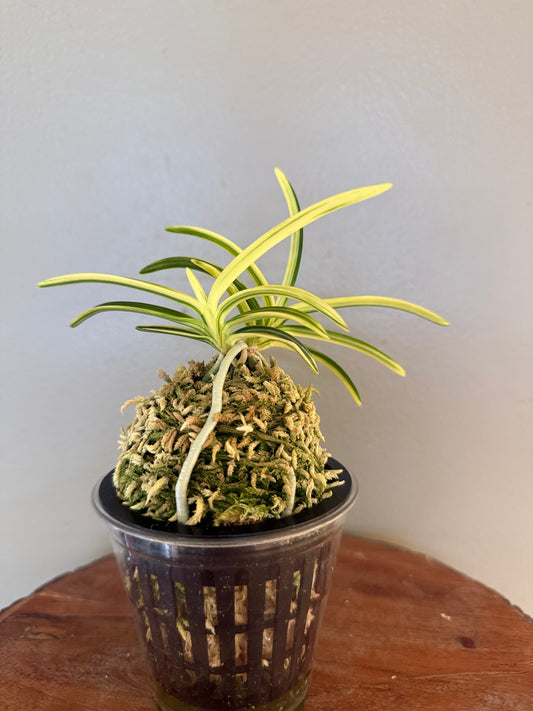 Neofinetia falcata Orihime 織姫