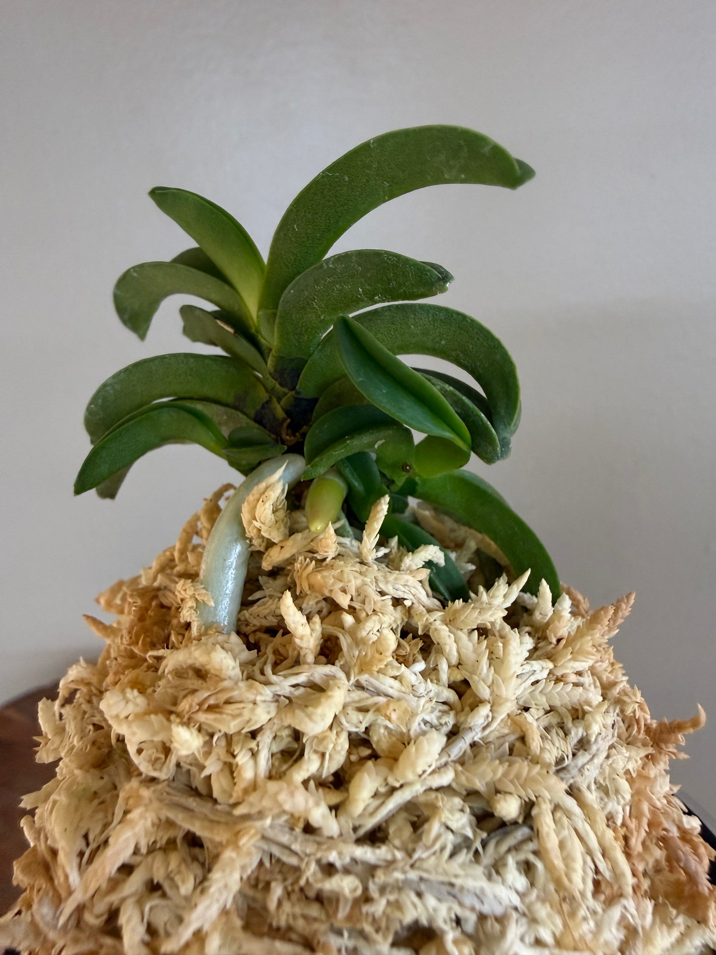 Neofinetia falcata Seikai 青海