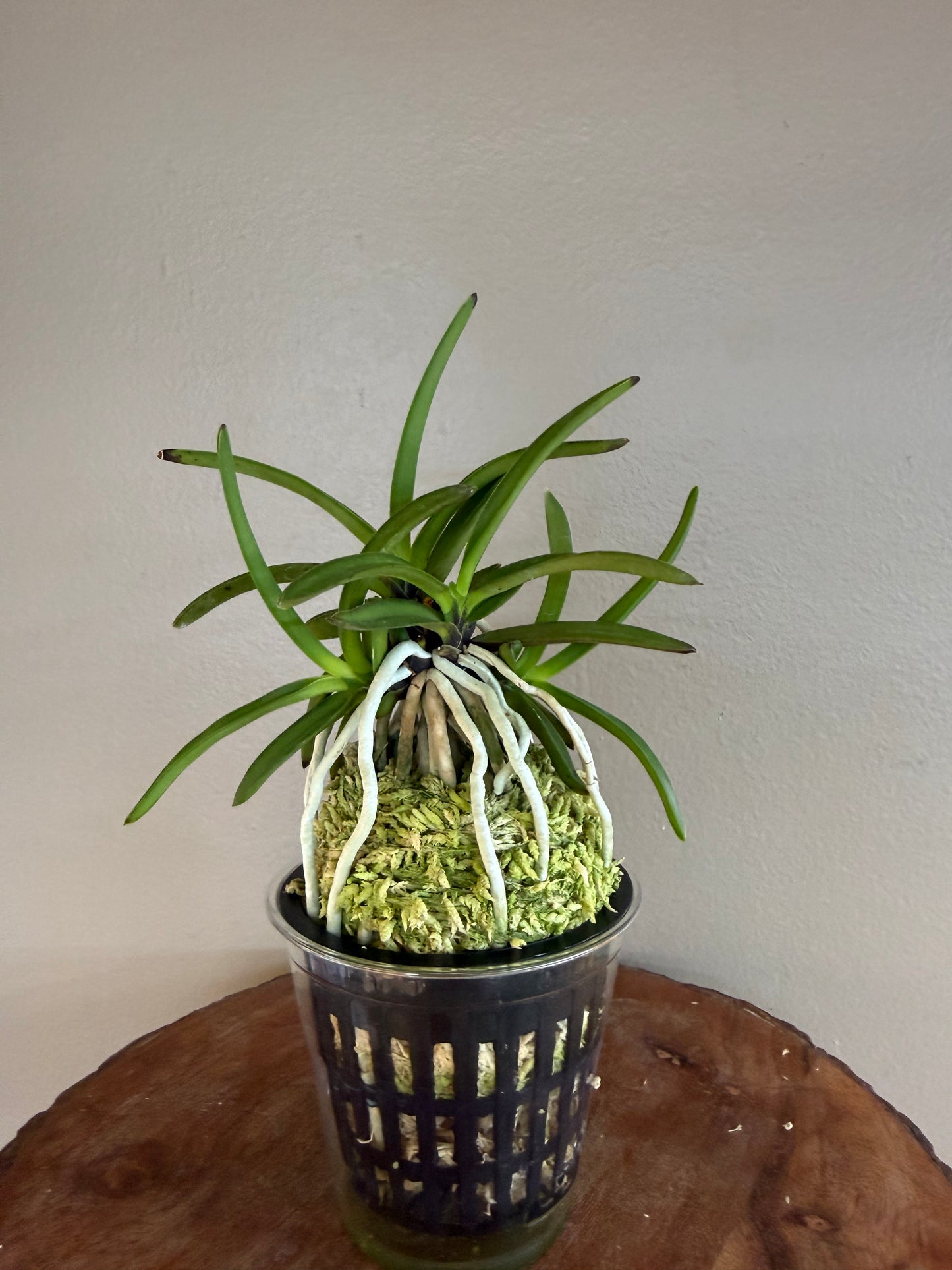 Neofinetia falcata Hong-ya (Honggang*Oushukuume) 紅也