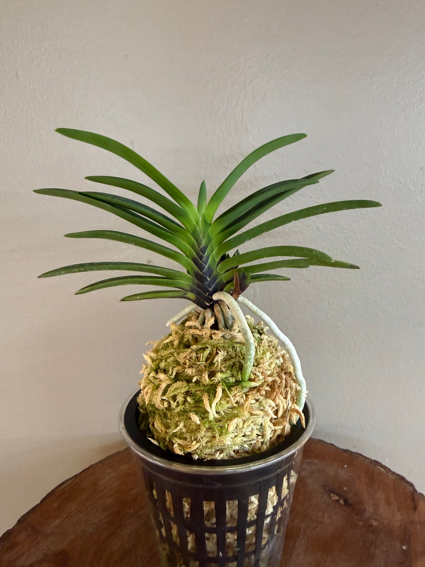 Neofinetia falcata Akausagi 赤兎