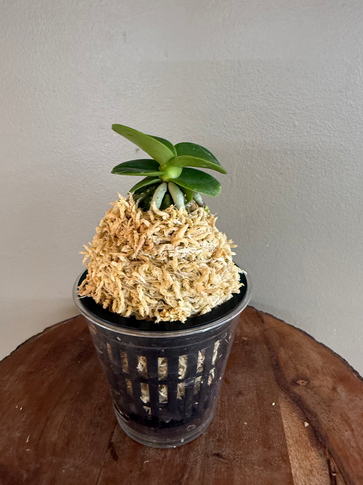 Sedirea japonica Minmaru 明丸