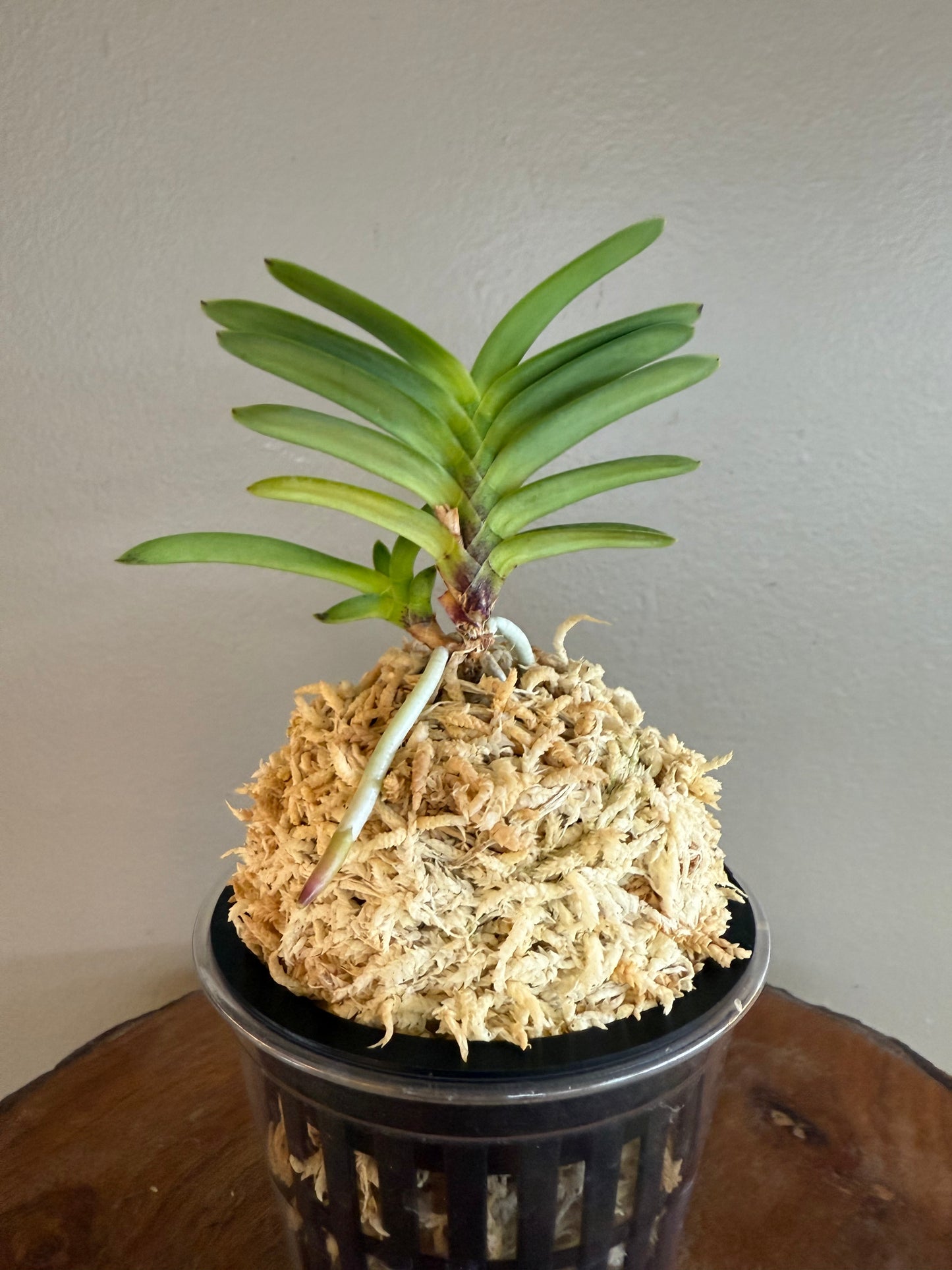 Neofinetia falcata Hwangok 黃玉