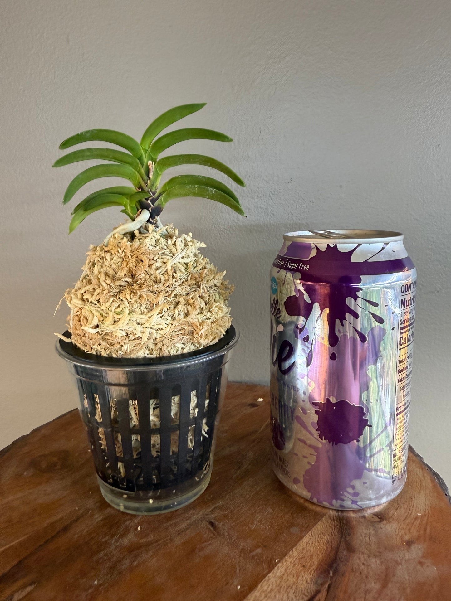 Neofinetia falcata Jahong 紫紅