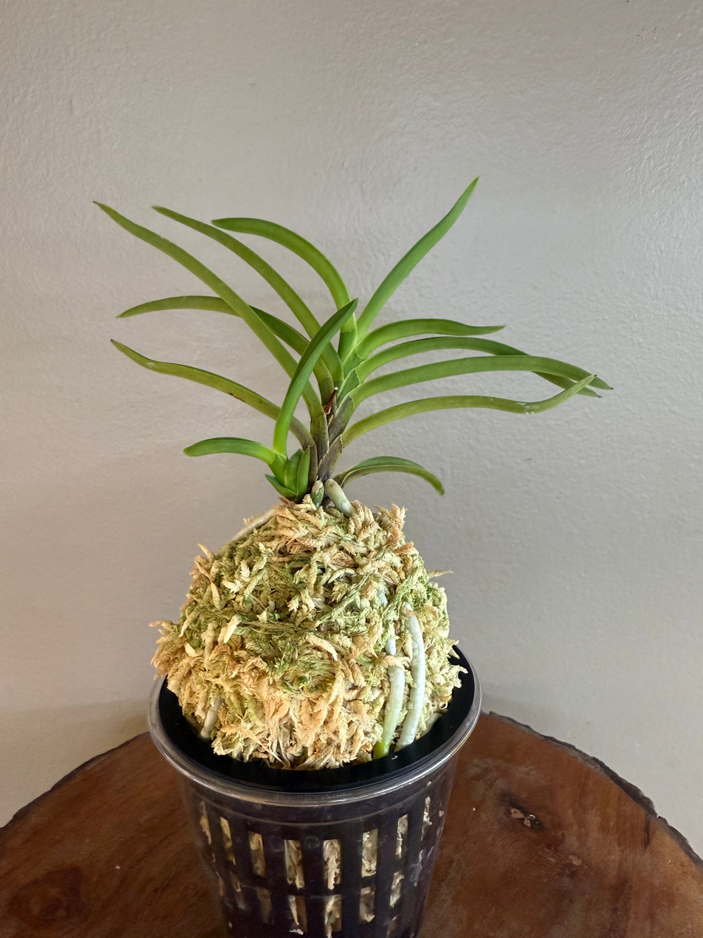 Neofinetia falcata Hongjiyeon 紅池淵