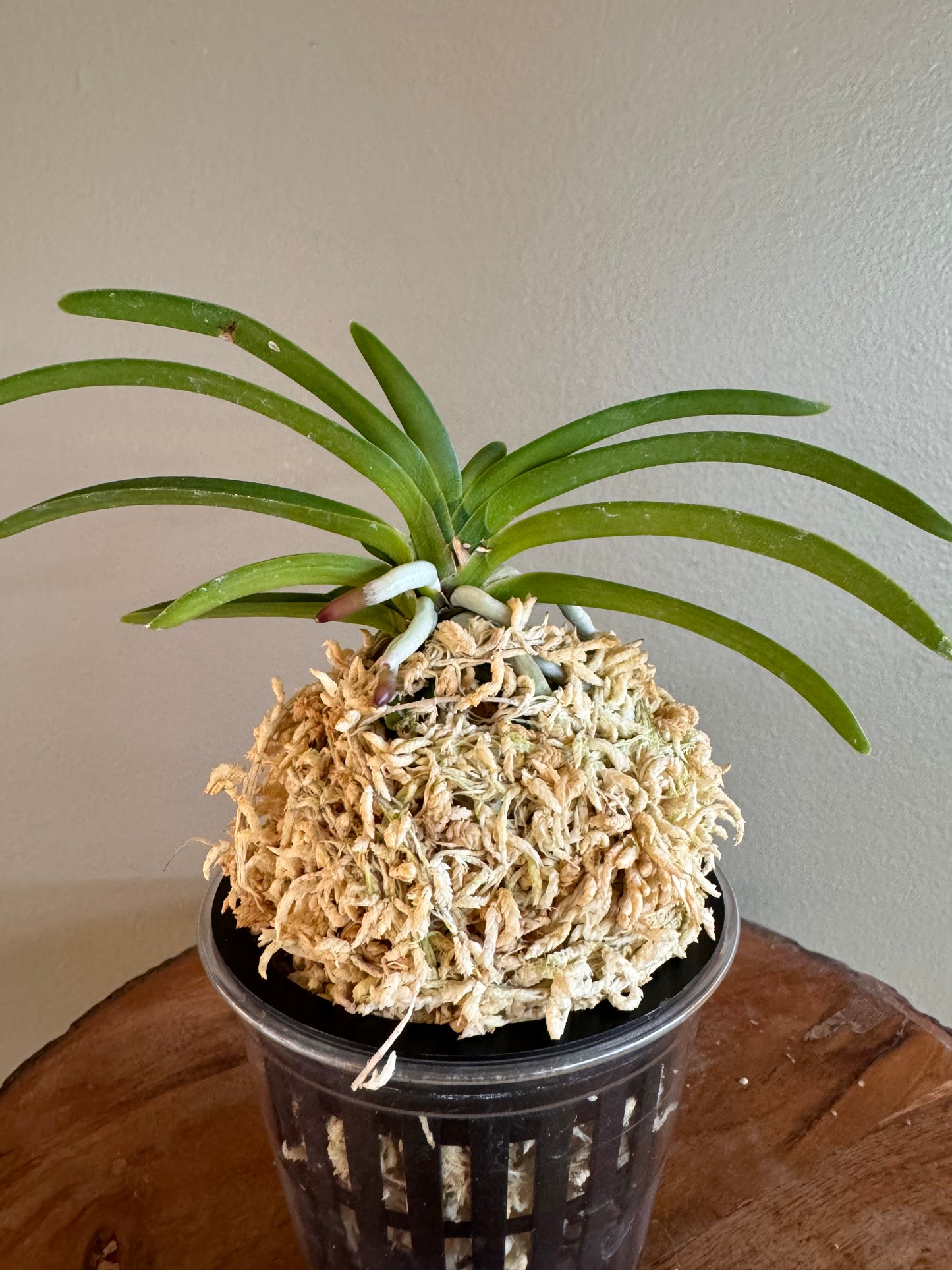 Neofinetia falcata Wonhong 元紅