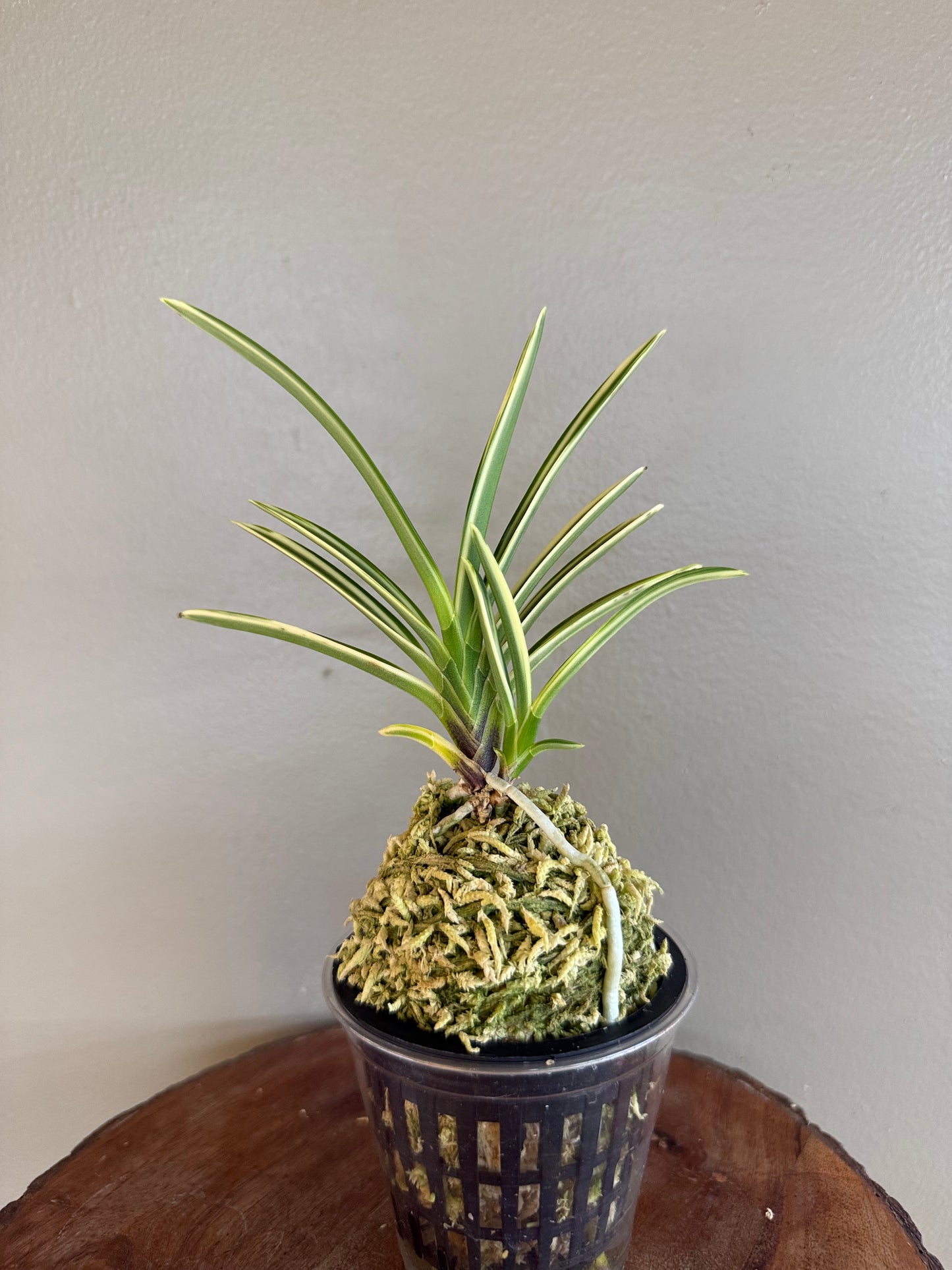 Neofinetia falcata Seoringeum 雪印錦