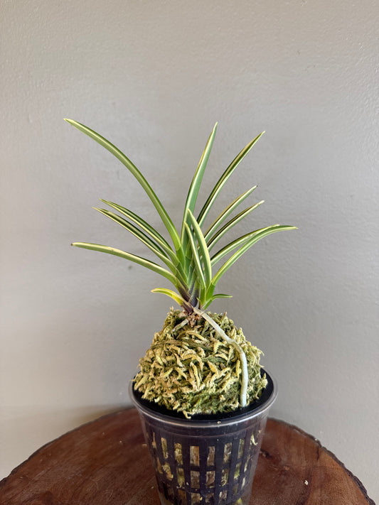 Neofinetia falcata Seoringeum 雪印錦