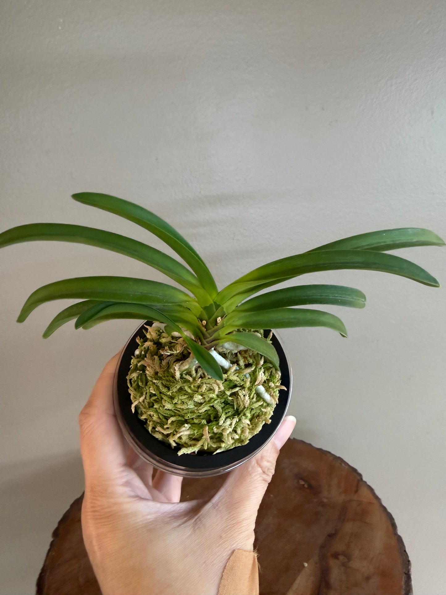 Neofinetia falcata Daehwanghae 大黃海(Onamiseikai kibana)