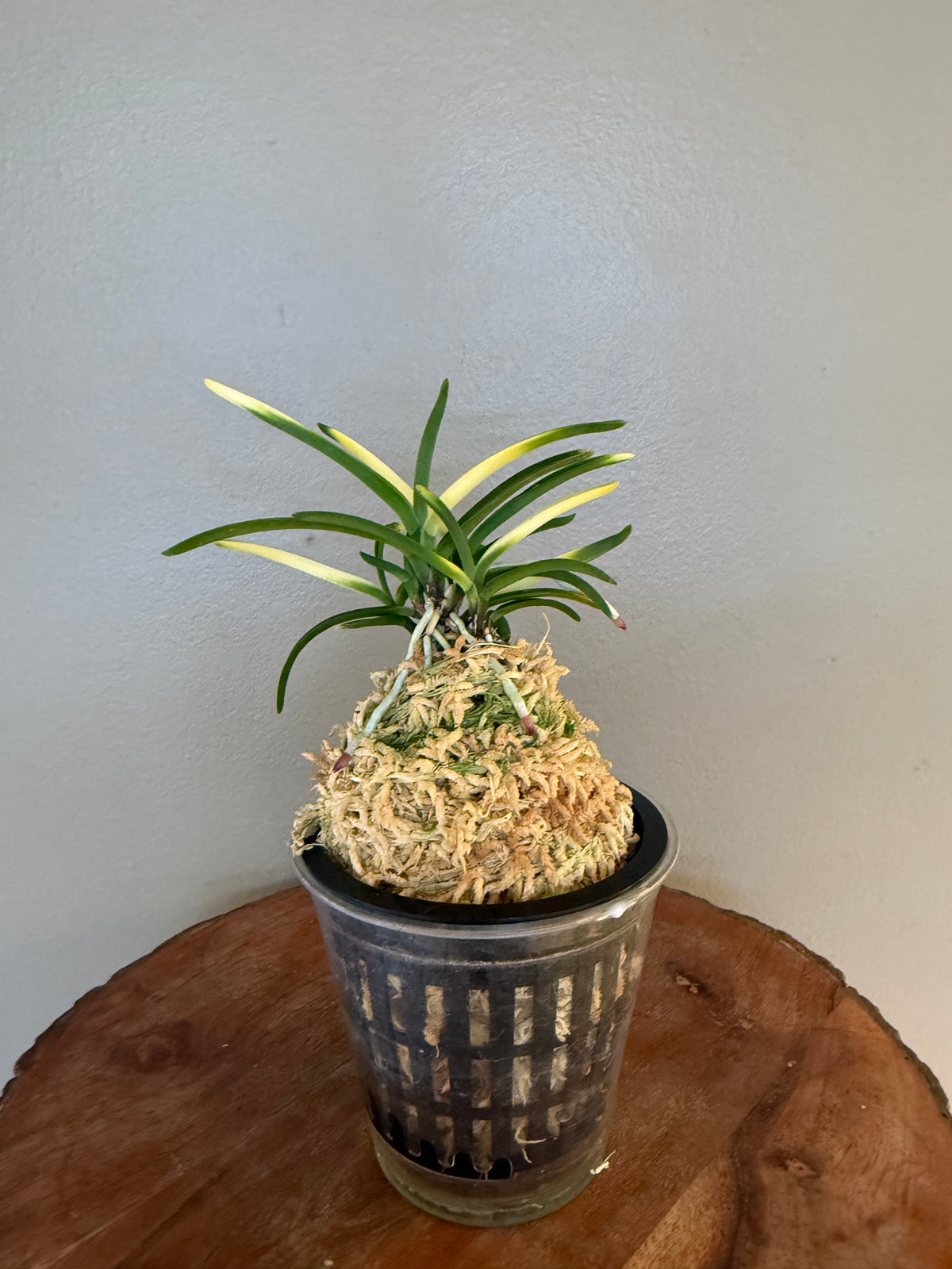 Neofinetia falcata Hokage 火影