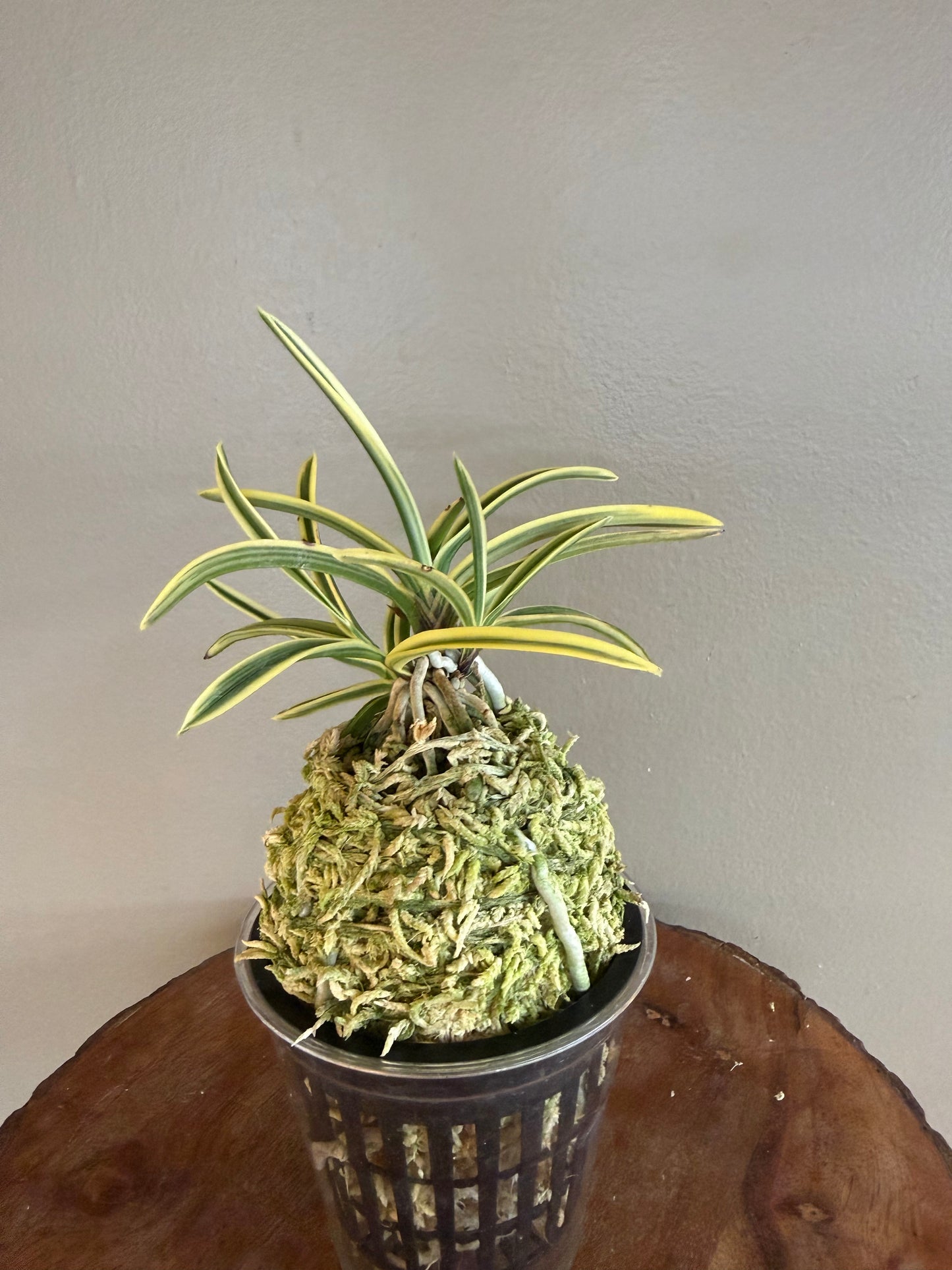 Neofinetia falcata Kotou Fukurin 湖東覆輪