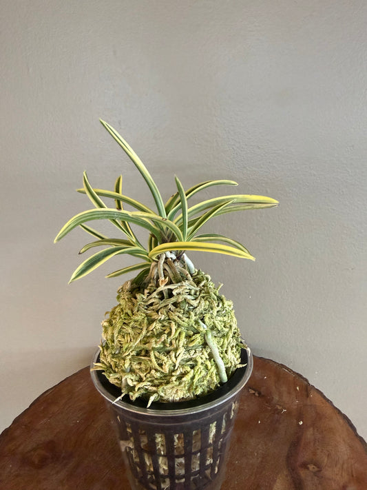 Neofinetia falcata Kotou Fukurin 湖東覆輪