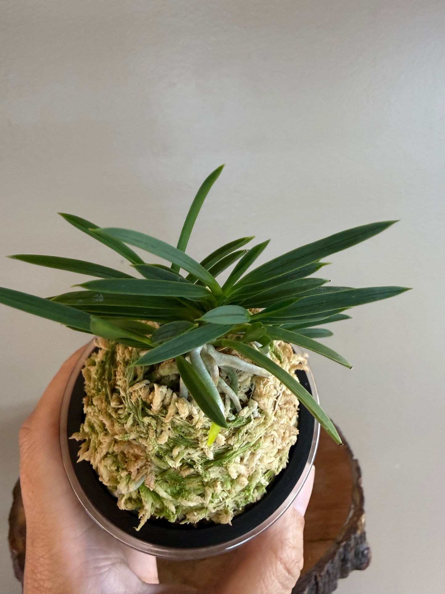 Neofinetia falcata Aojiku Yoroidoshi 青軸鎧通