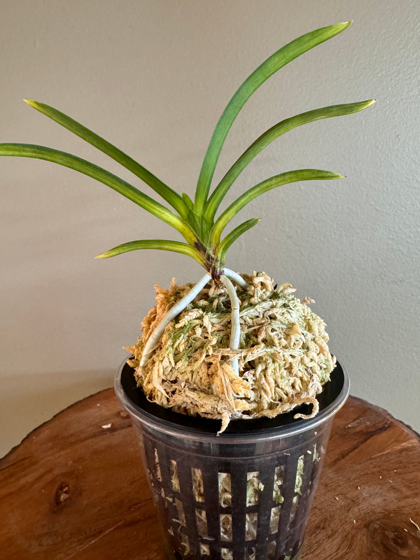 Neofinetia falcata Akebono 曙