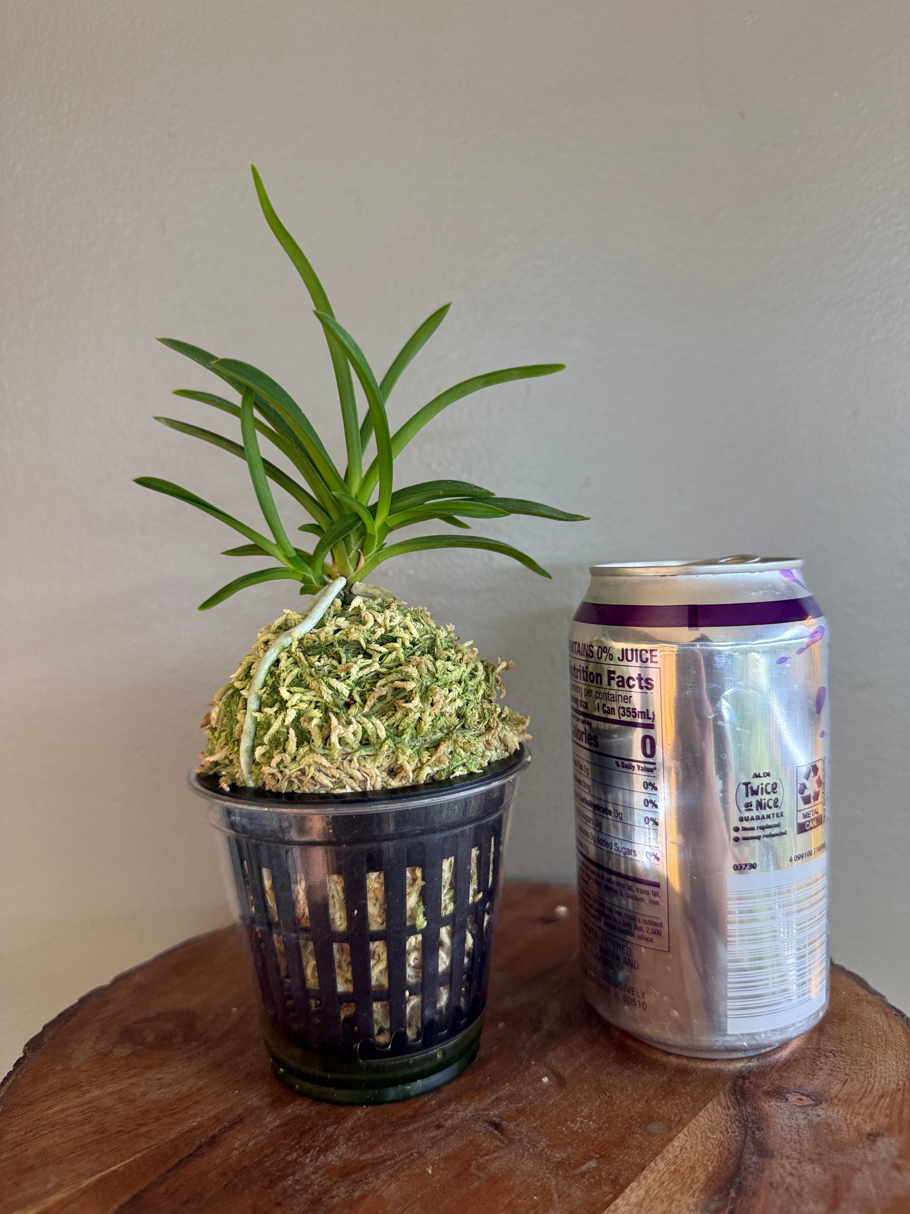 Neofinetia falcata Samwonhong 三元紅 – Helen's Orchid House
