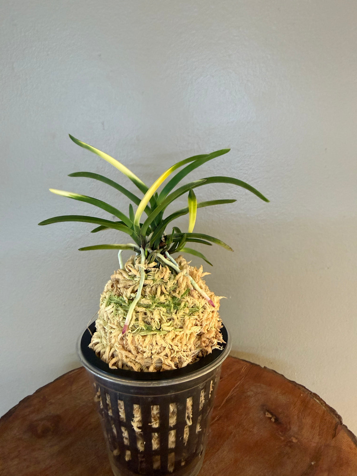 Neofinetia falcata Hokage 火影