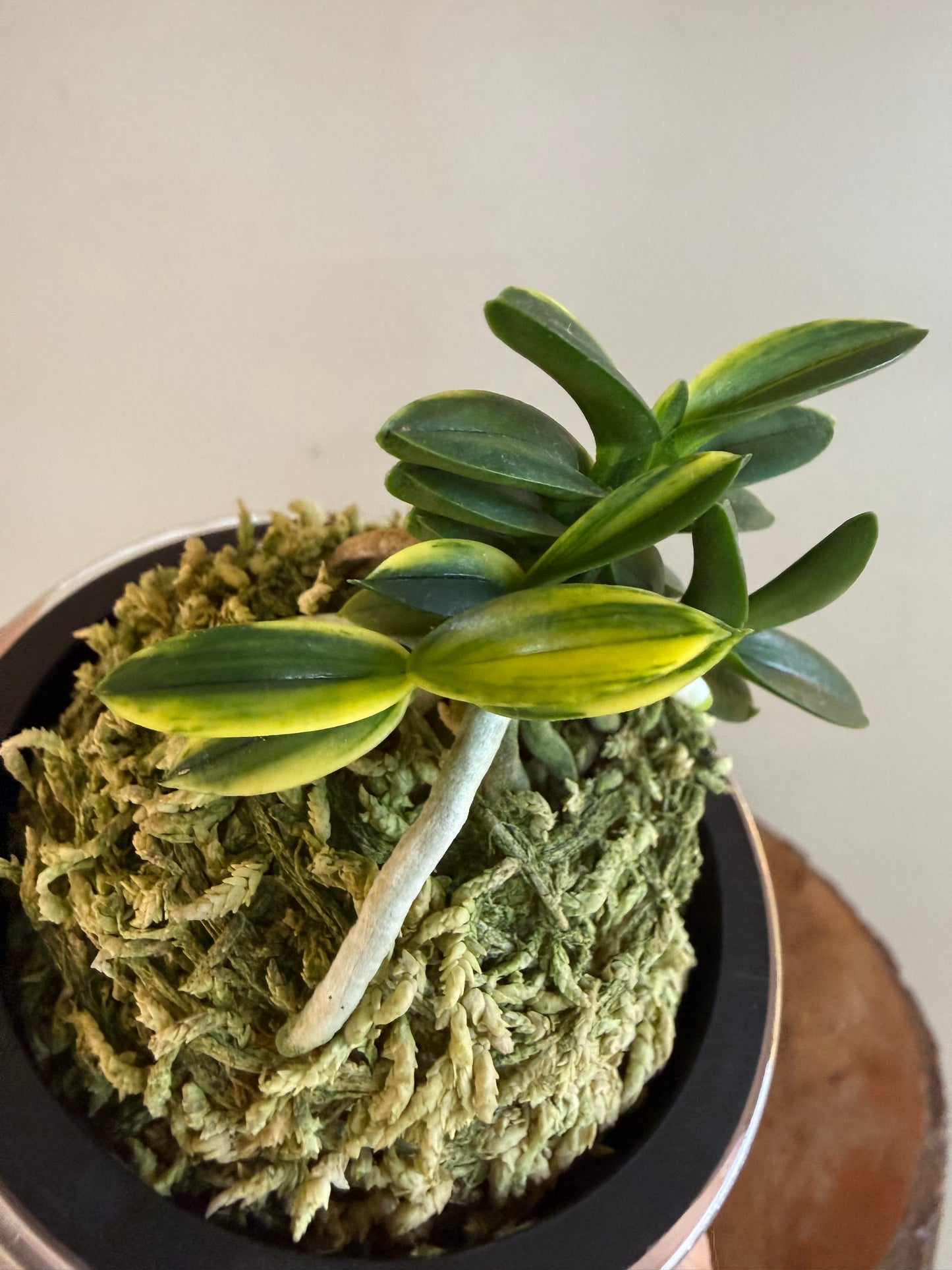 Neofinetia falcata Chwiwolho 翠月湖