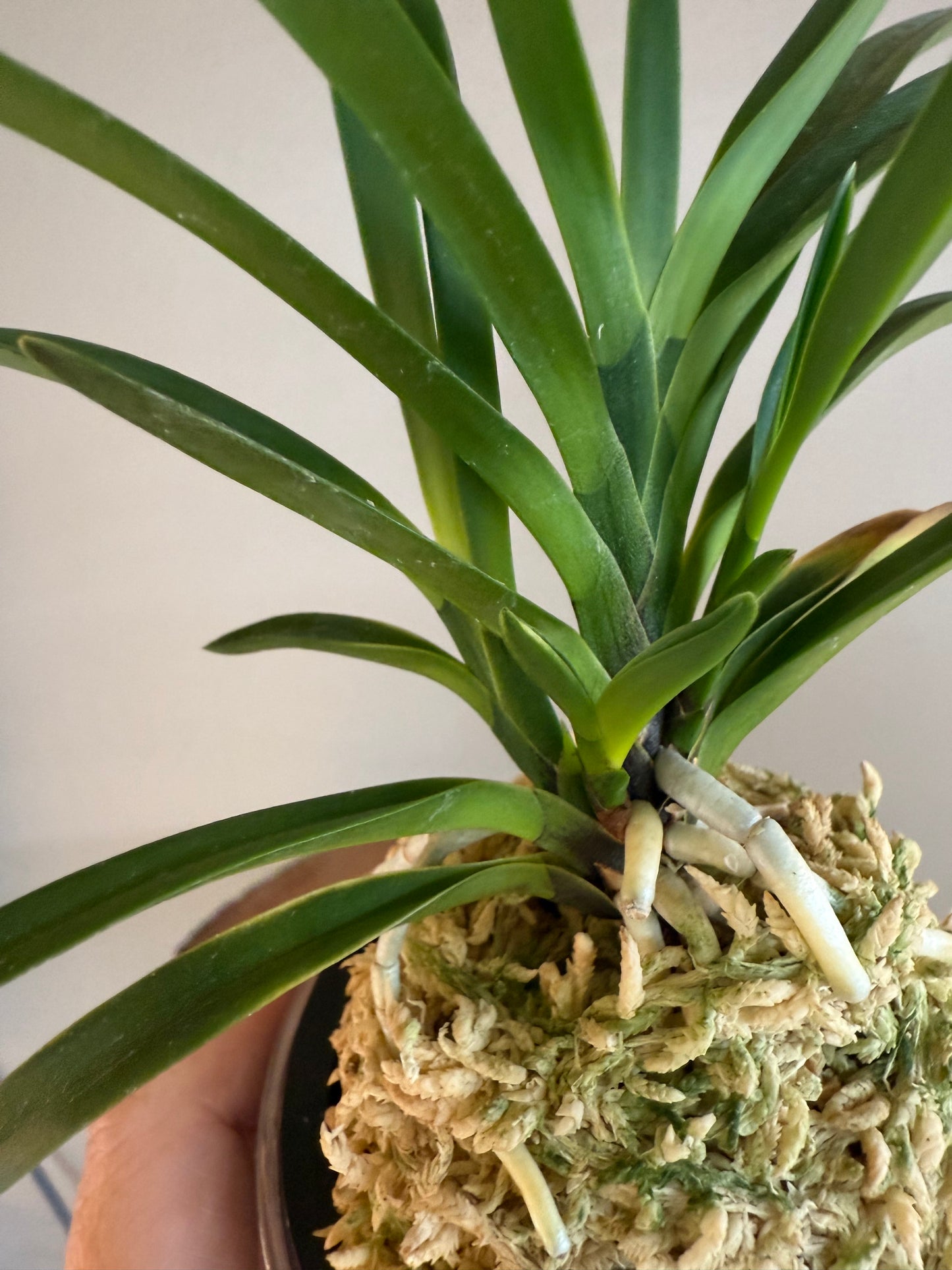 Neofinetia falcata Hokage 火影