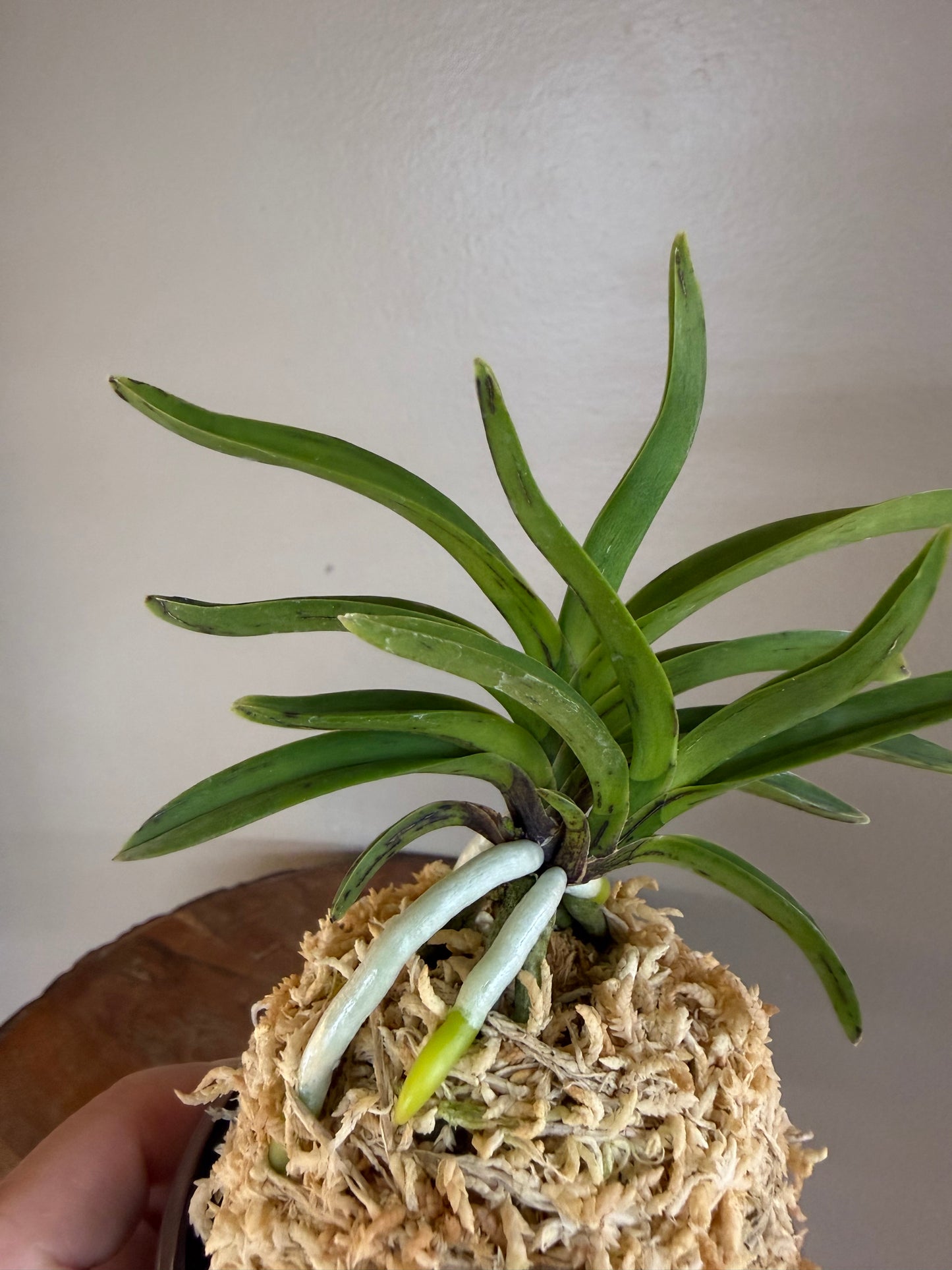 Neofinetia falcata Kouya 荒野